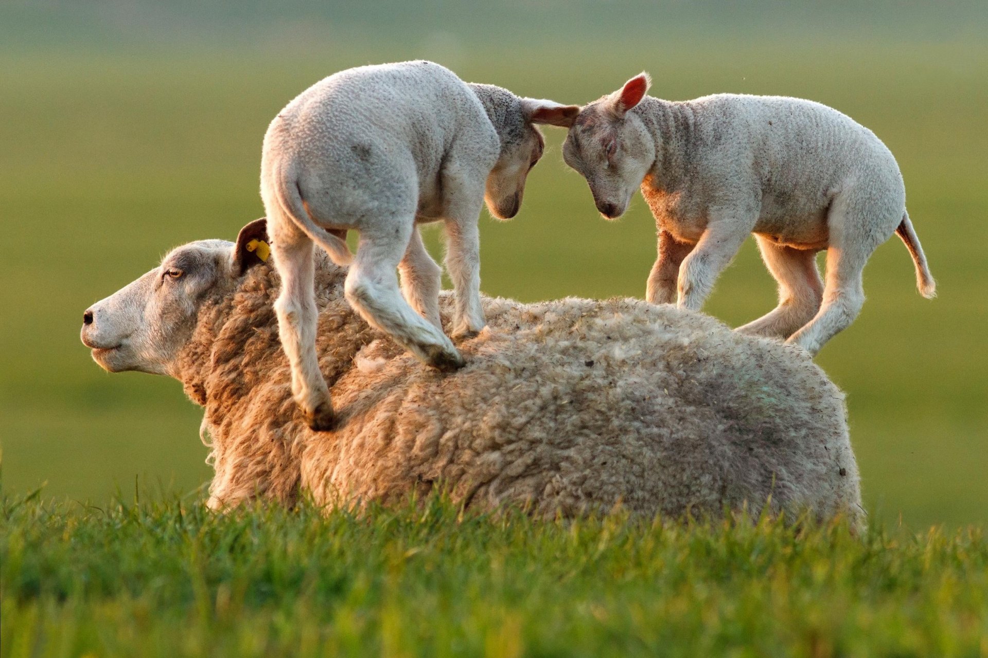 grass sheep lambs game