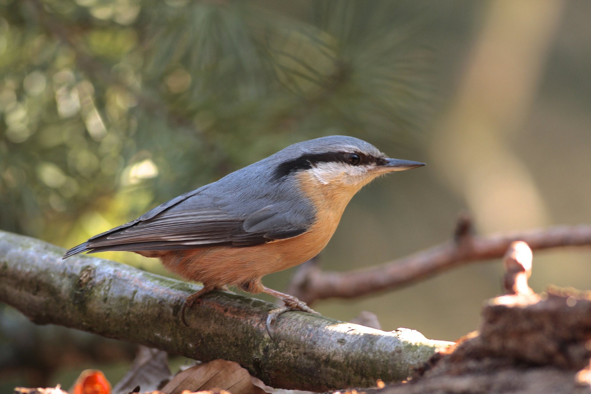 baum zweig vogel unschärfe blendung