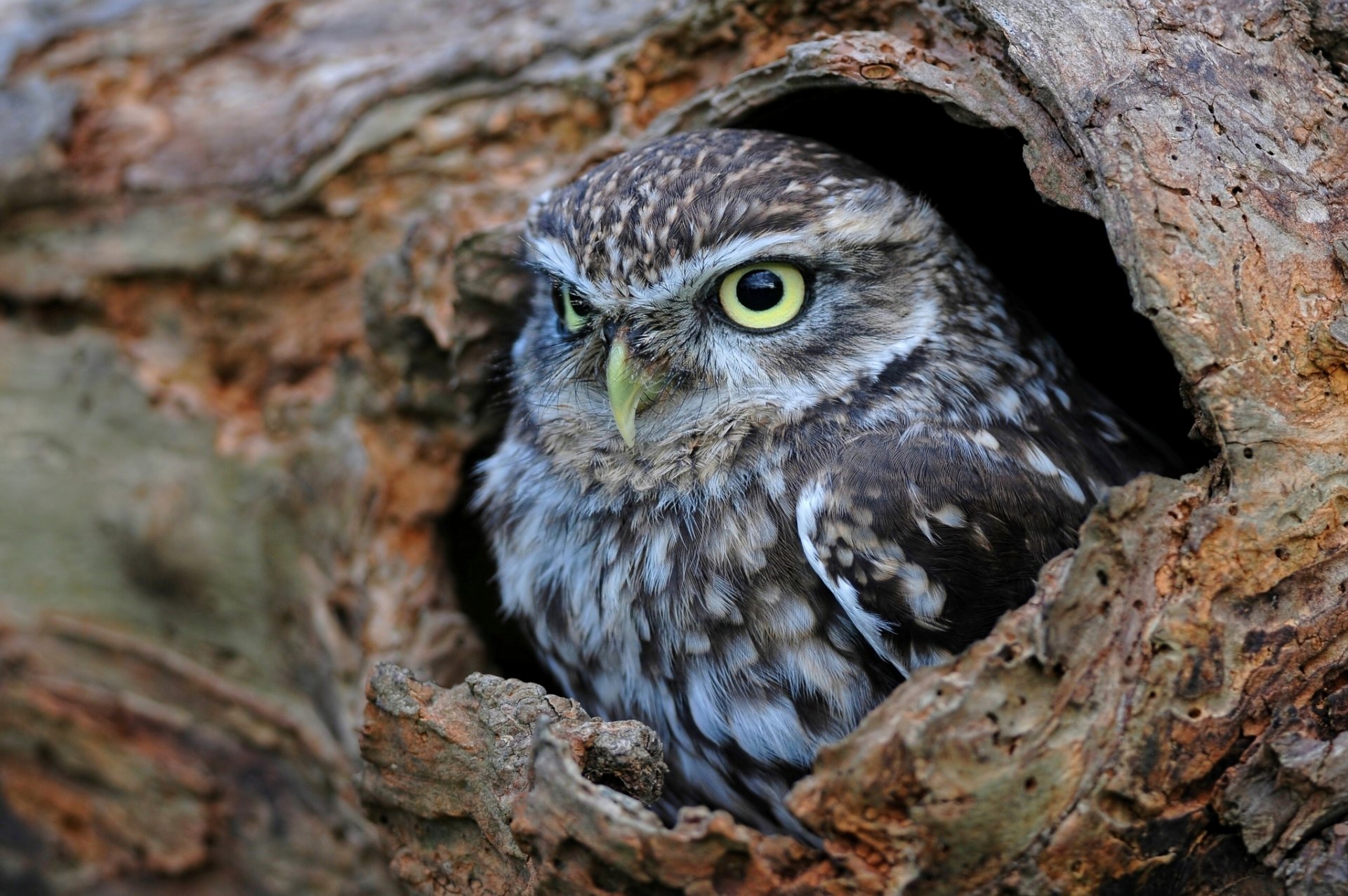 little owl owl hollow