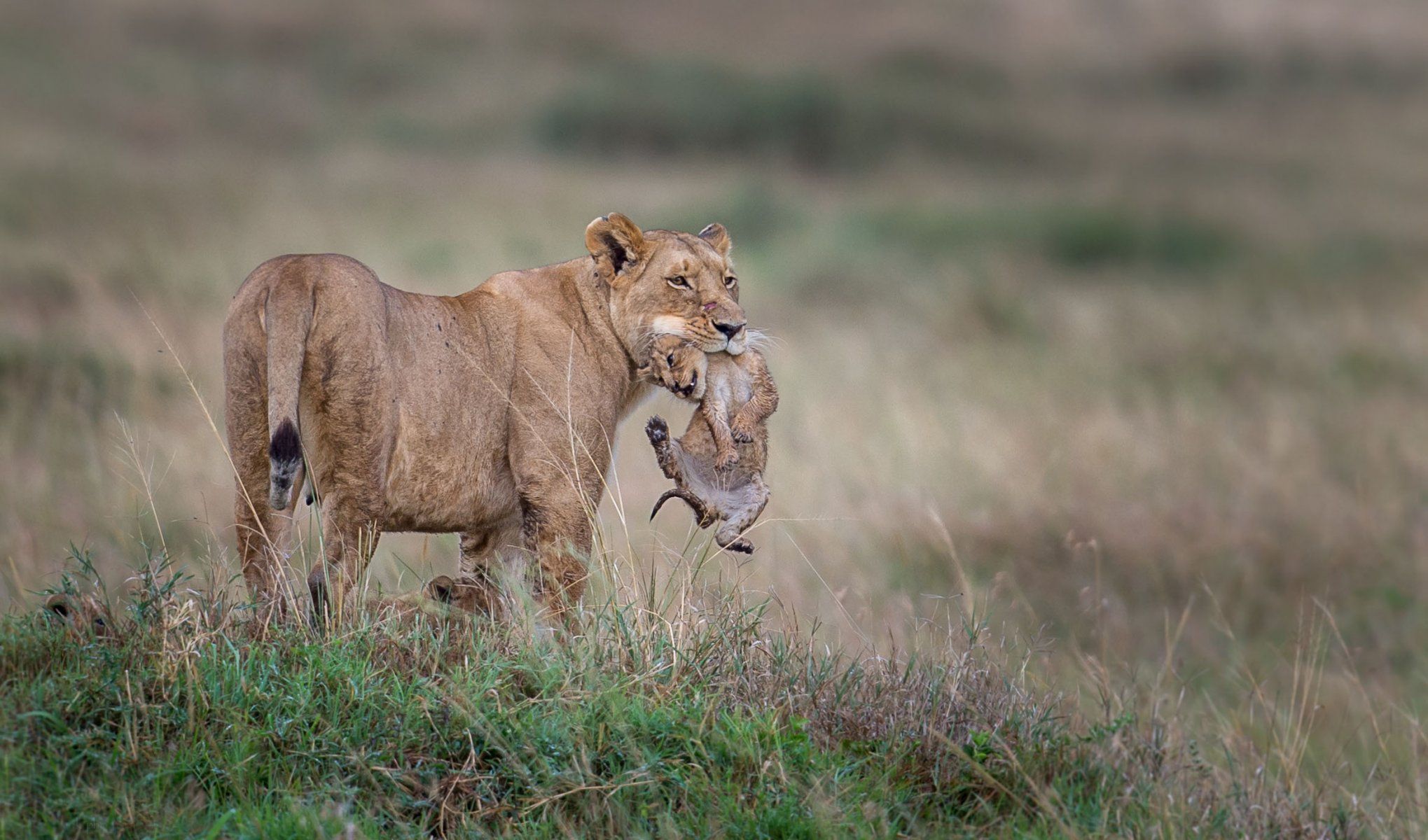 leonessa cuccioli di leone fauna selvatica