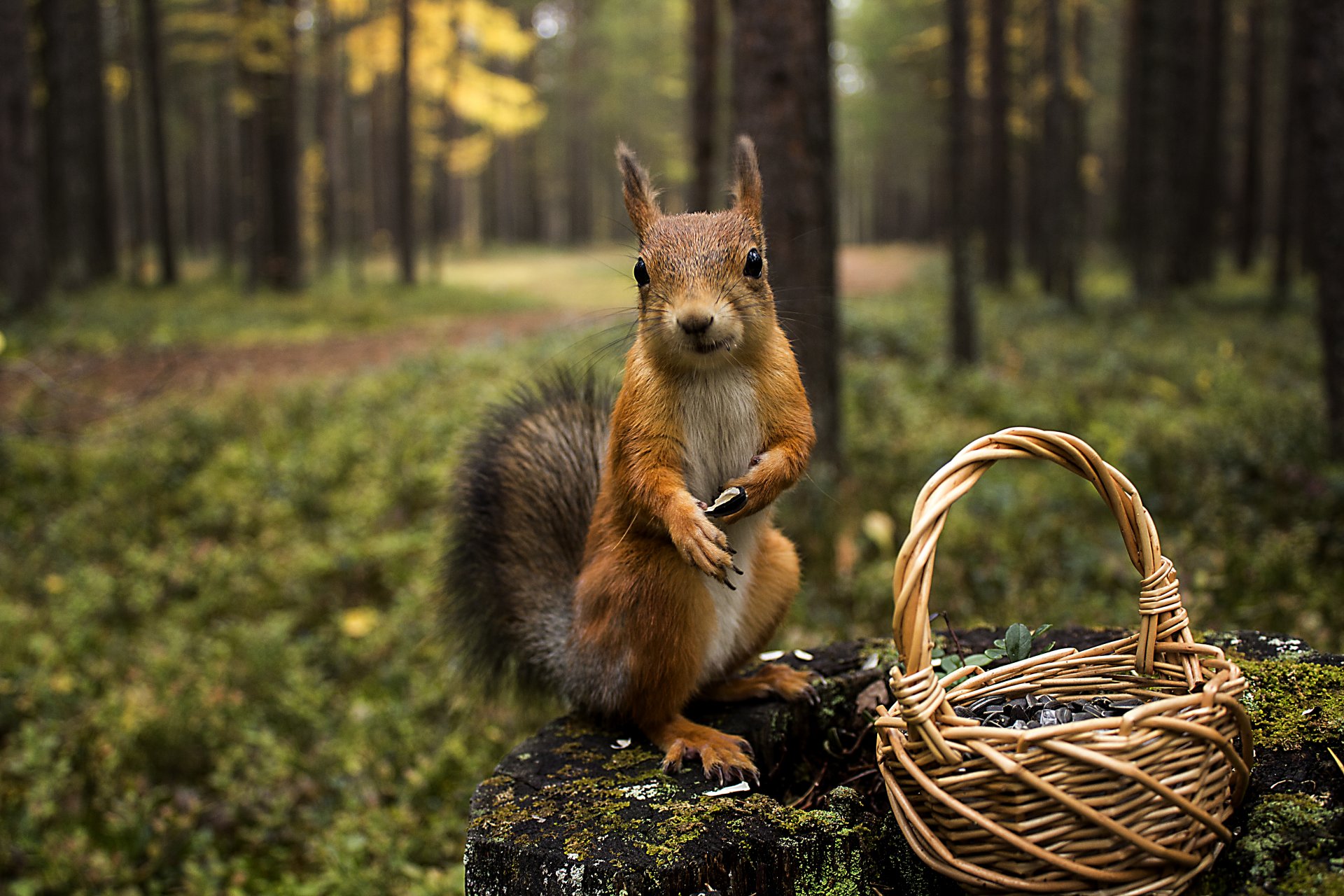 bosque naturaleza ardilla tocón animales ardilla cesta semillas