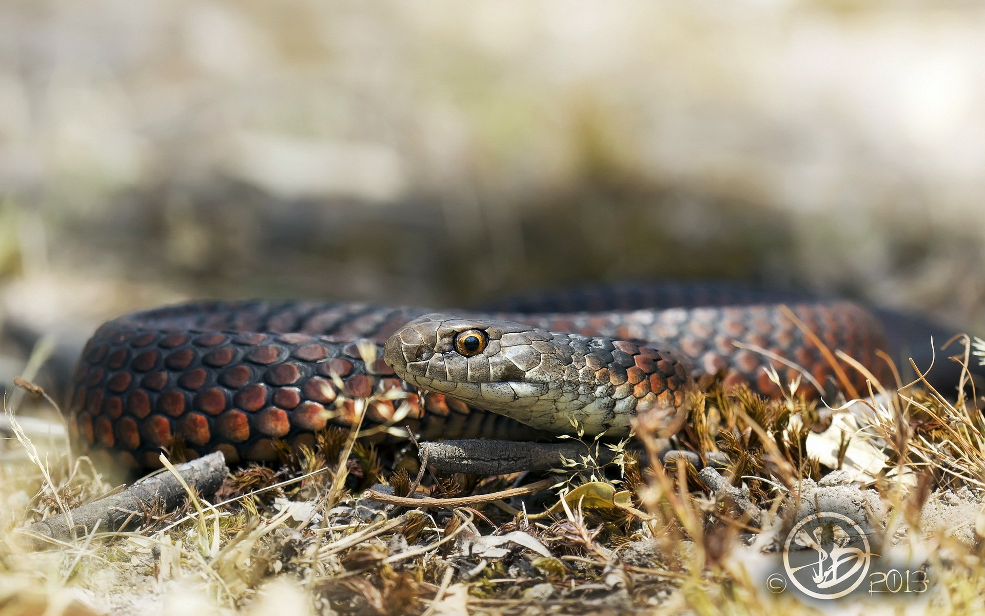 serpiente naturaleza fondo