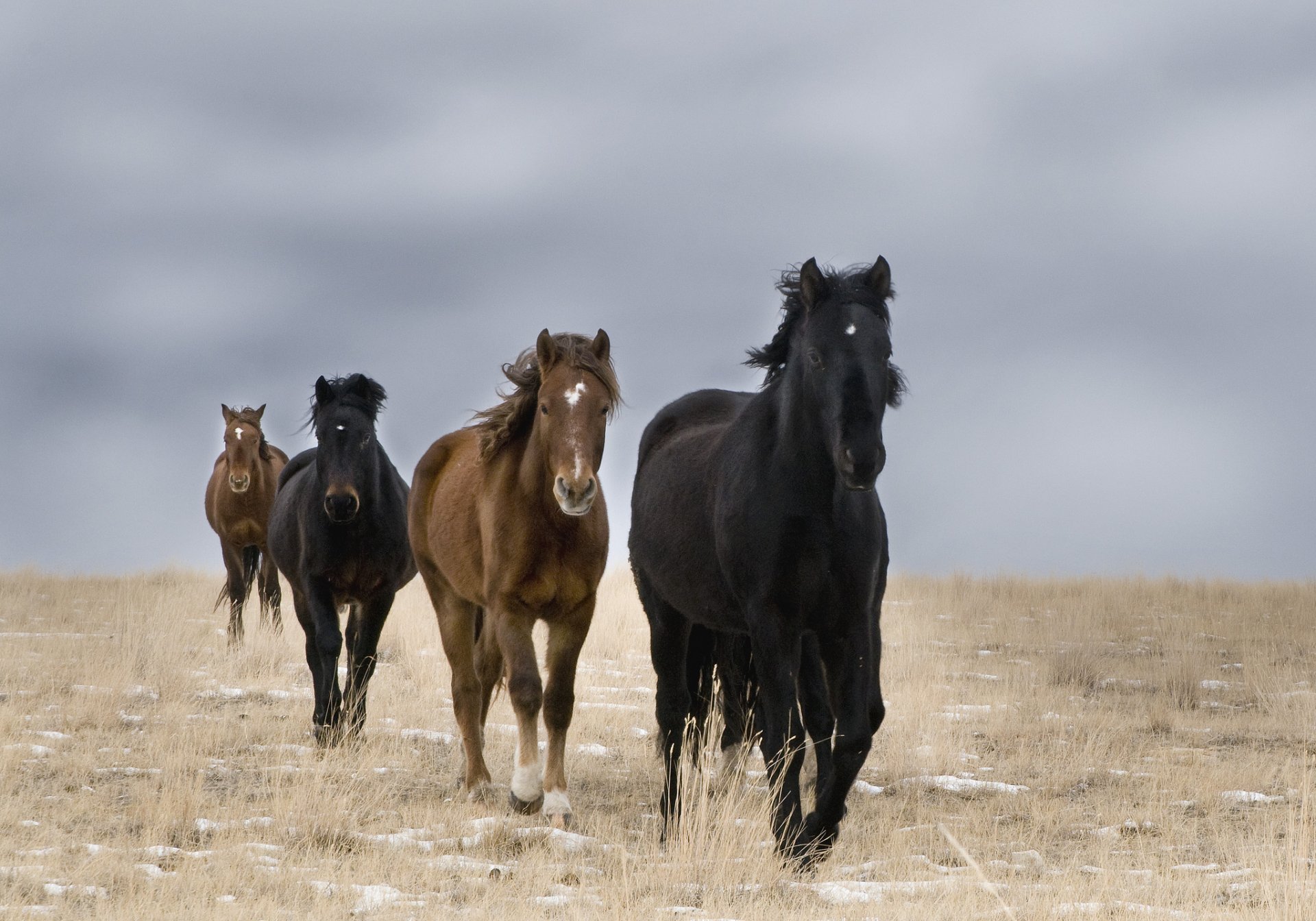 the field horses wild