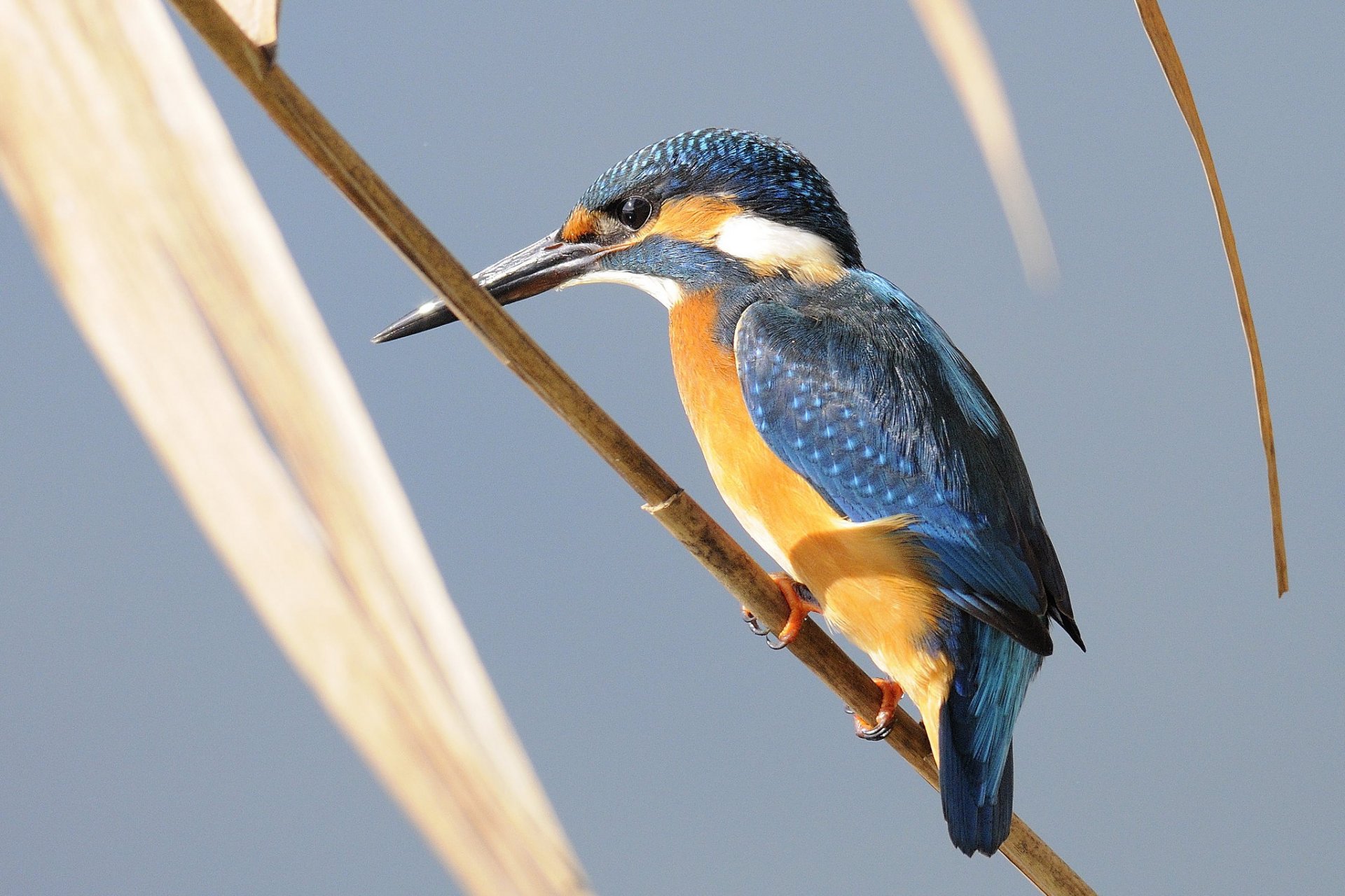 branch leaves poultry kingfisher background