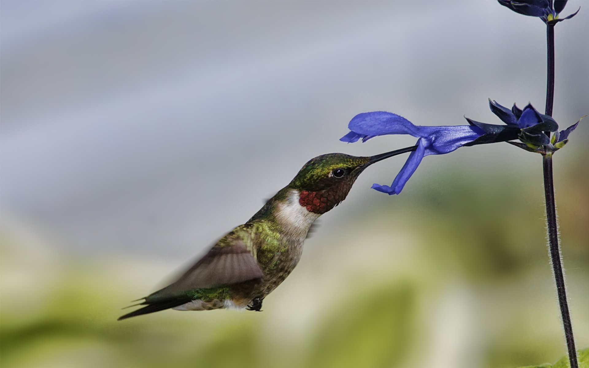 poultry hummingbird flight flower close up