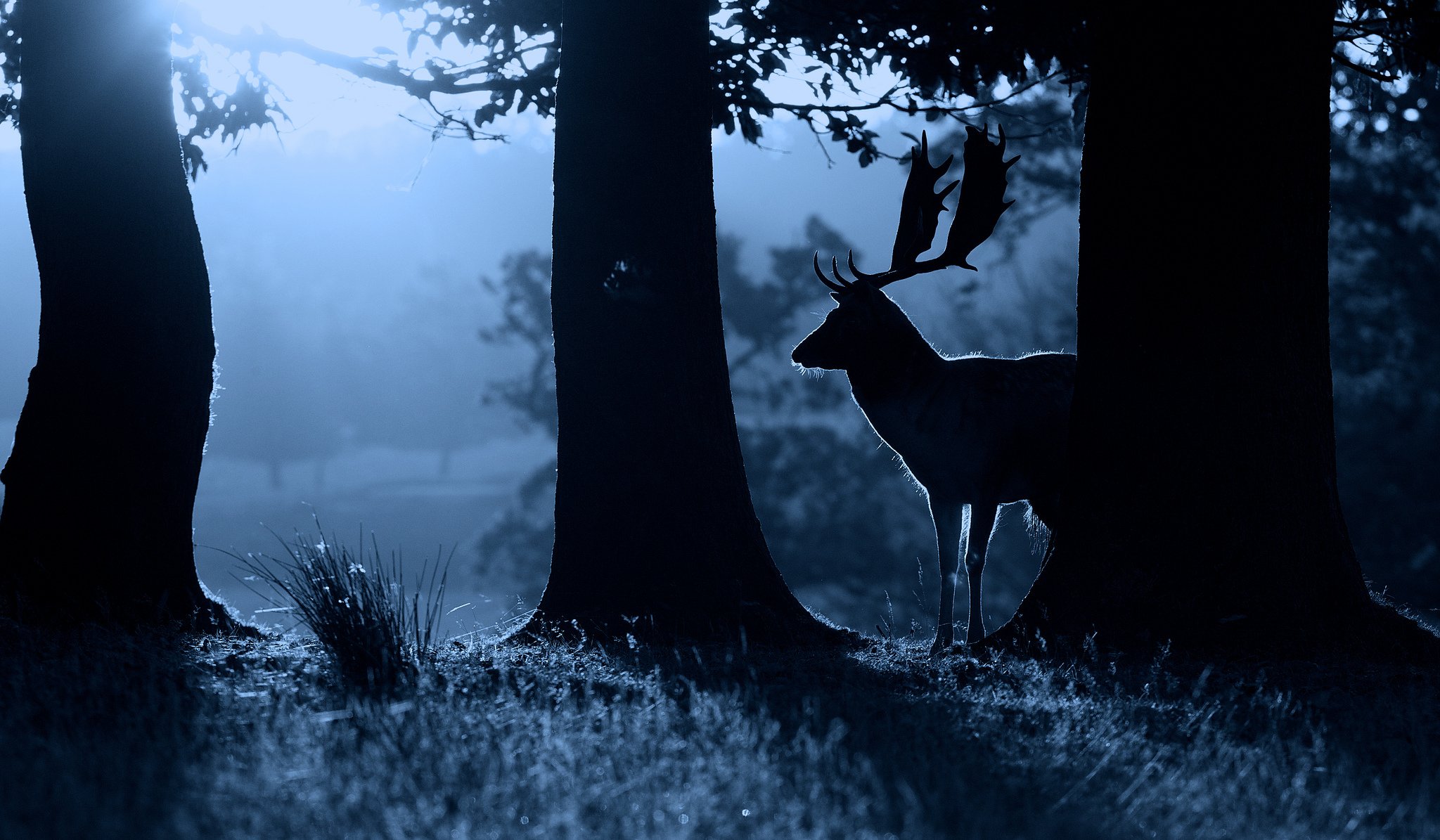 hirsch natur nacht kräftig tier