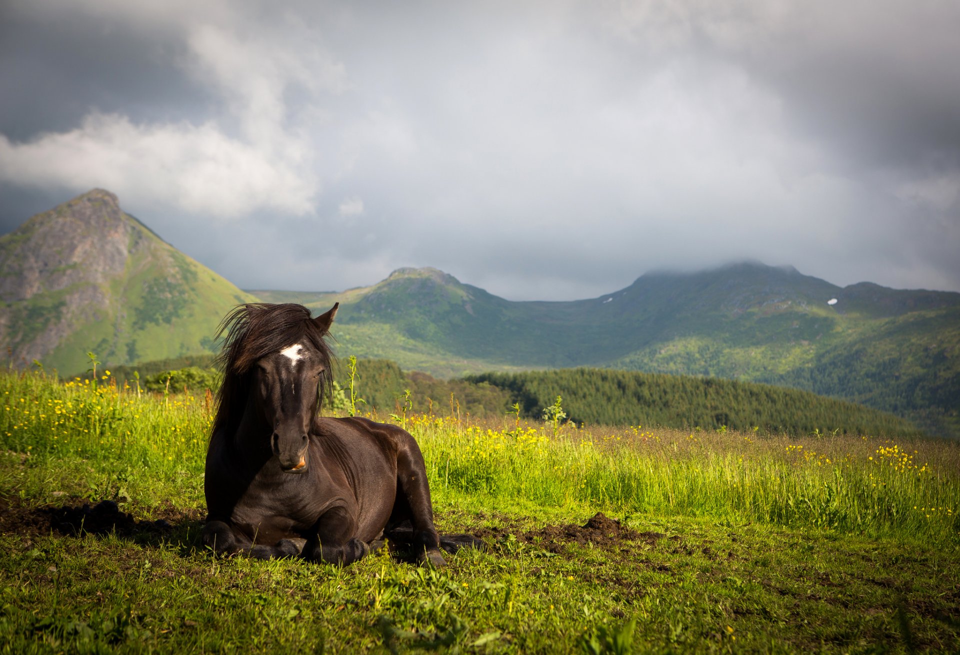 montagnes prairie cheval