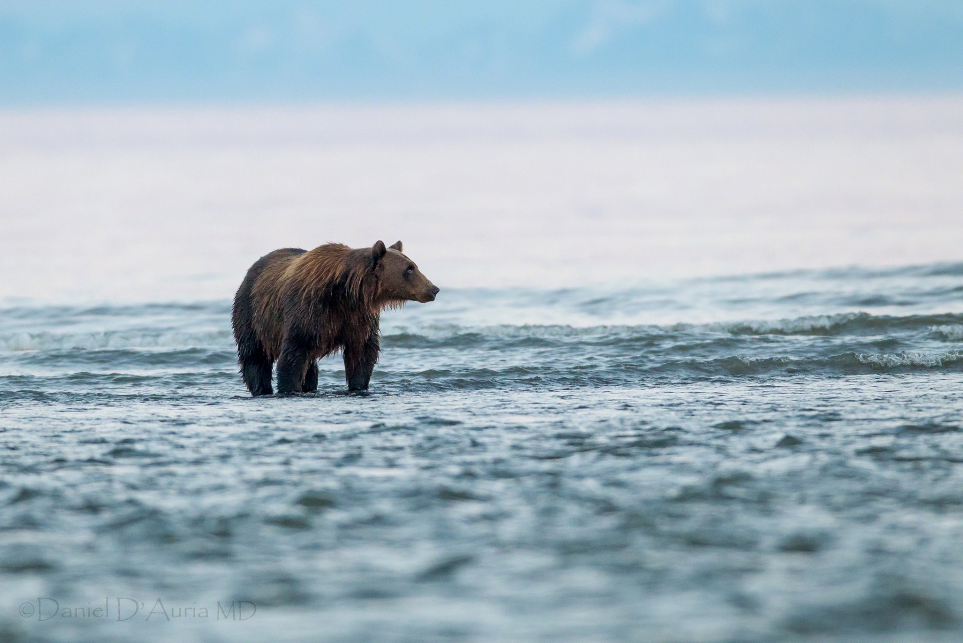 ours lac eau