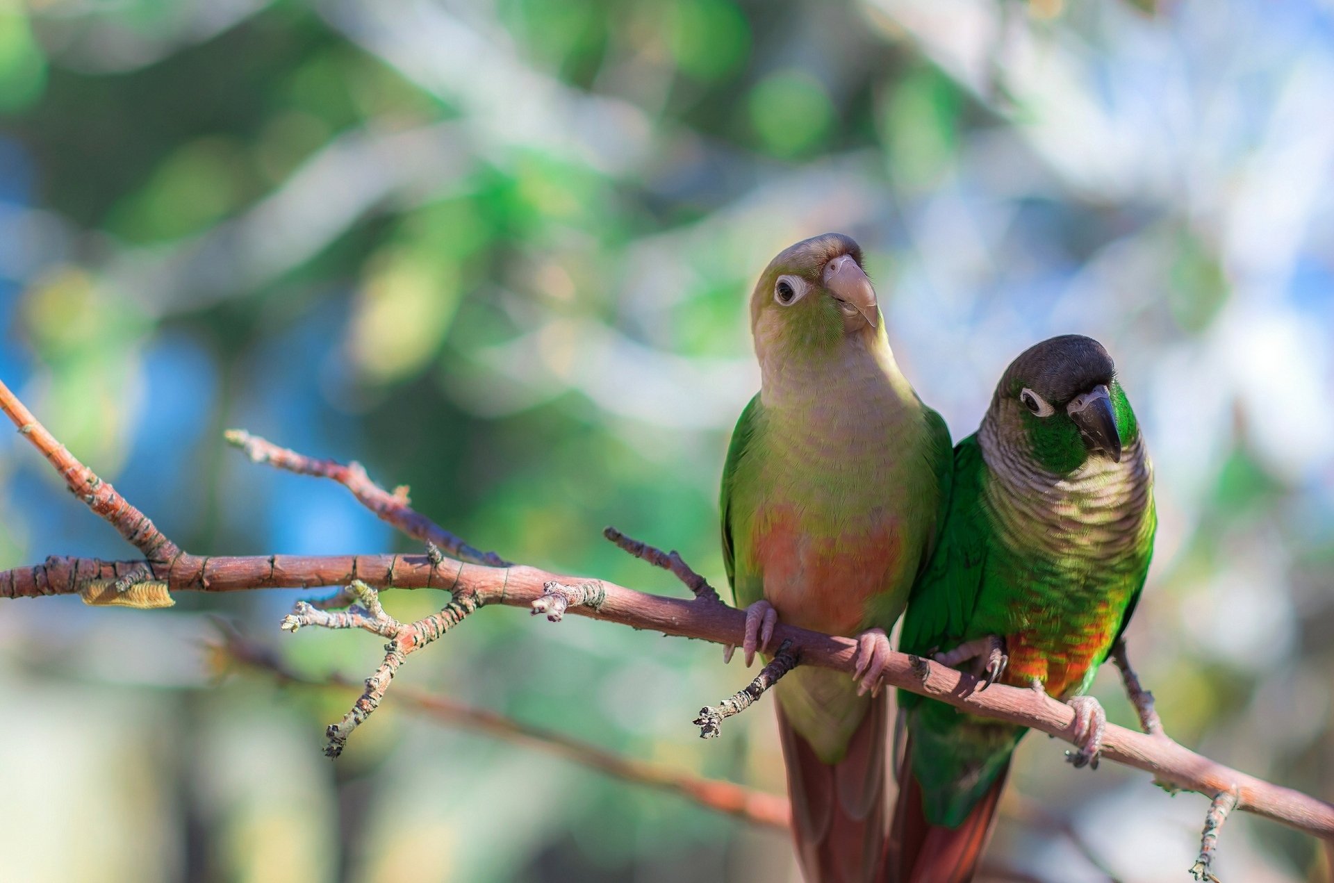 zelenoschёky pyrrhura parrots birds branch