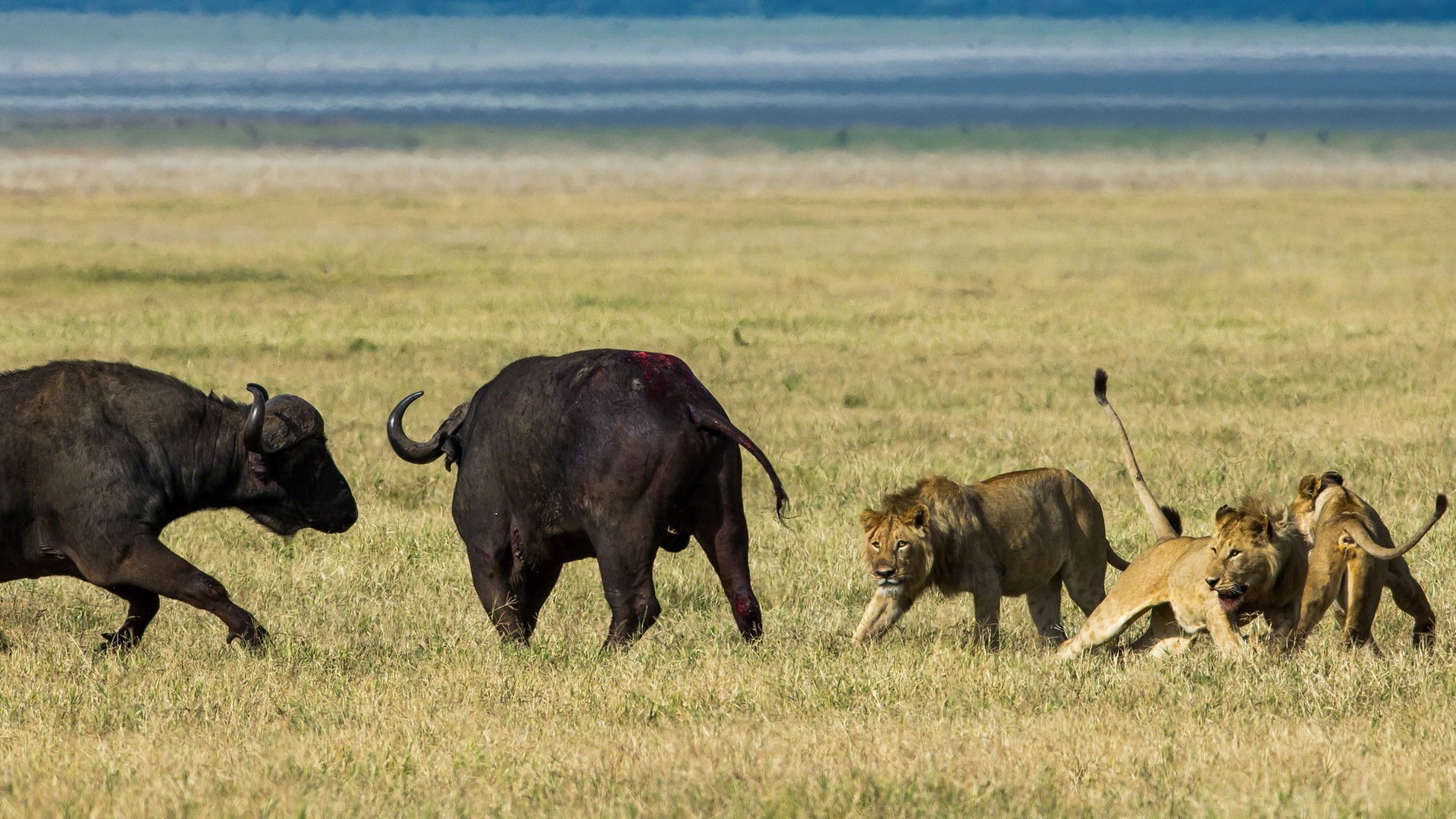 leones búfalos caza