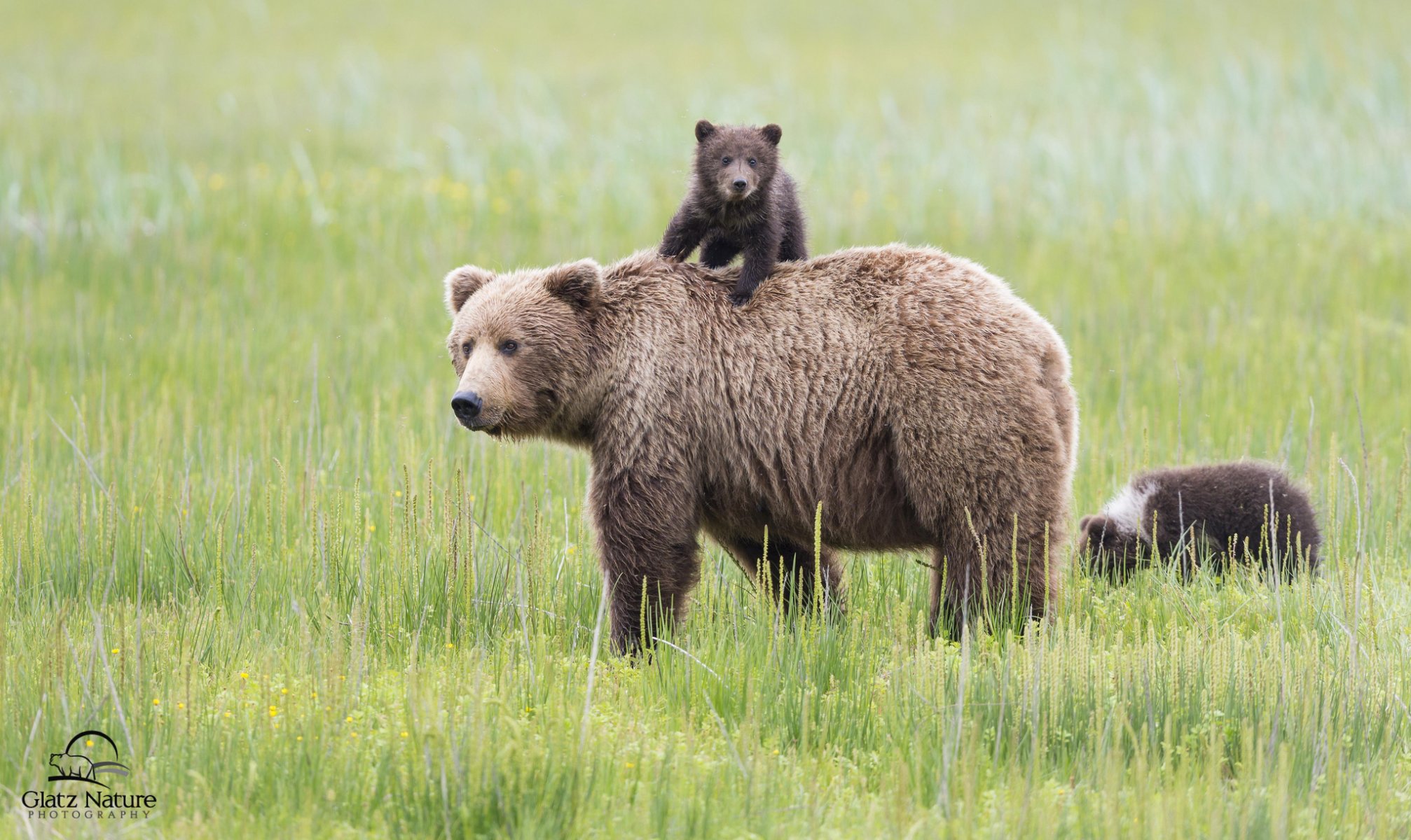 clark lake national park alaska bären bär bär mutterschaft wiese