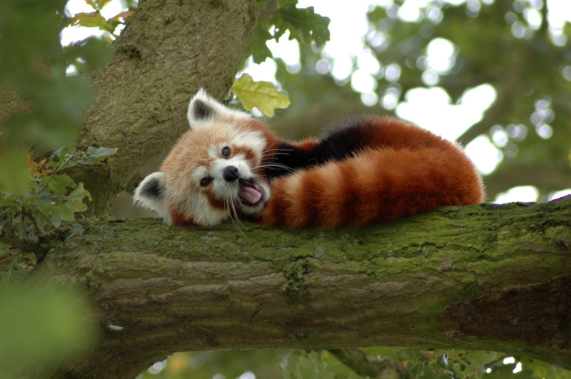 pequeña pelirroja panda oso árbol