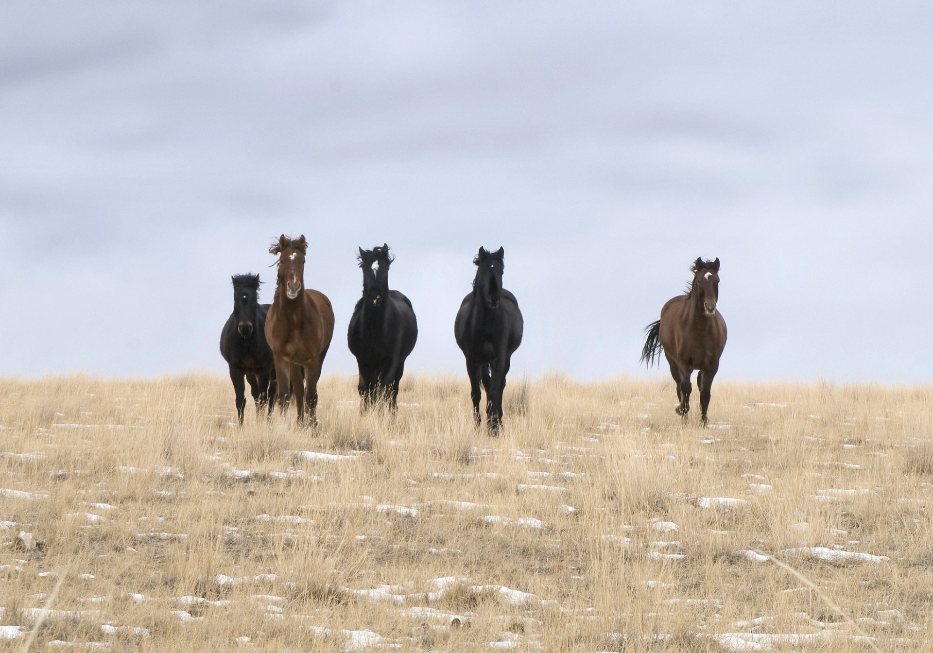 champ chevaux sauvages nuages