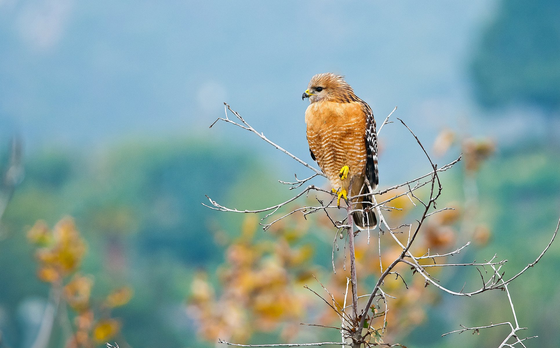 zweig vogel raubtier falke hintergrund