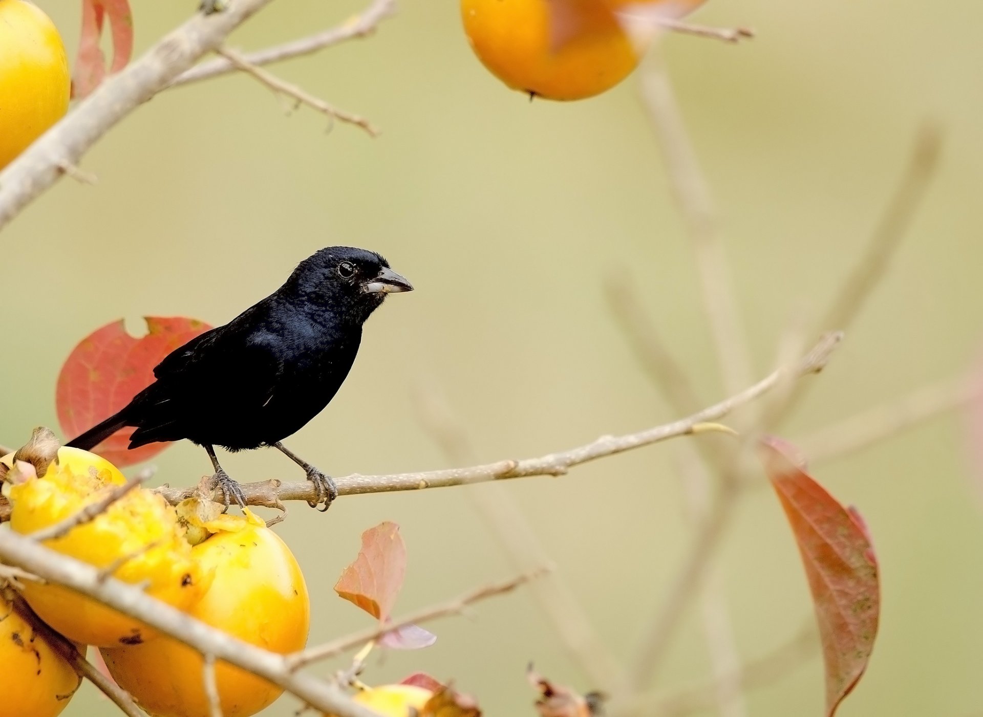 baum zweige blätter früchte gelb vogel schwarz