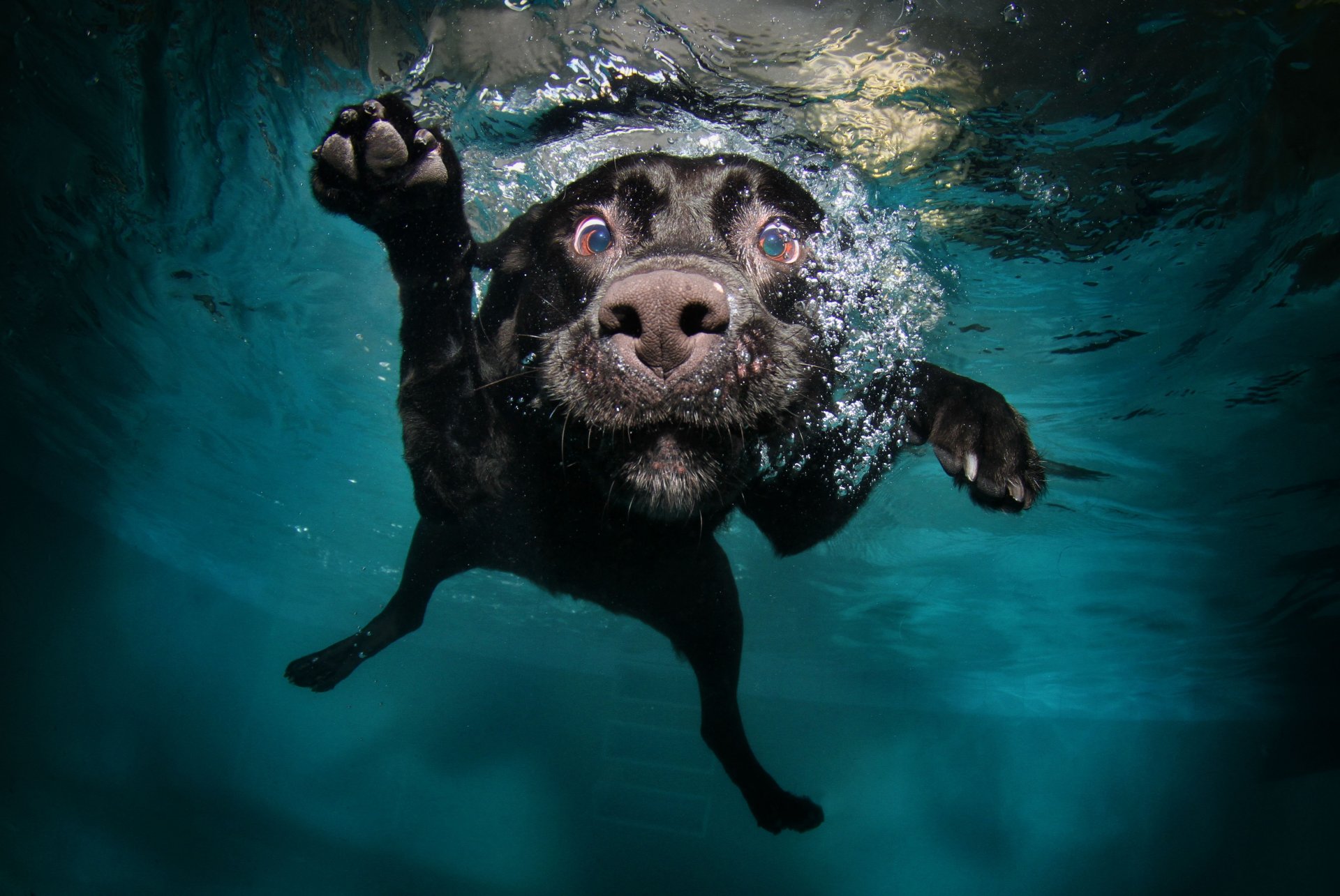 cane nero in acqua acqua nuota muso zampe