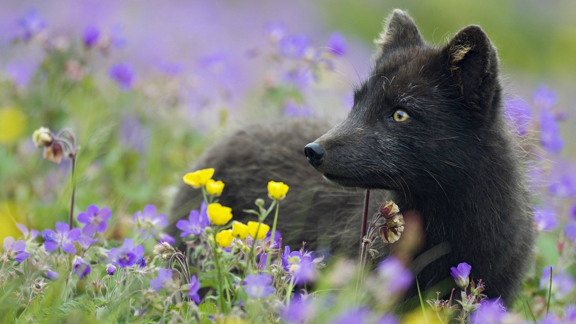 renard arctique renard arctique noir plantes fleurs herbe