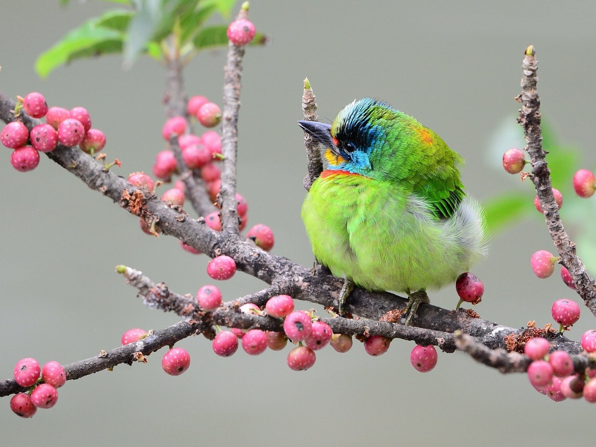 pájaro barbudo taiwanés pájaro carpintero asiático rama bayas