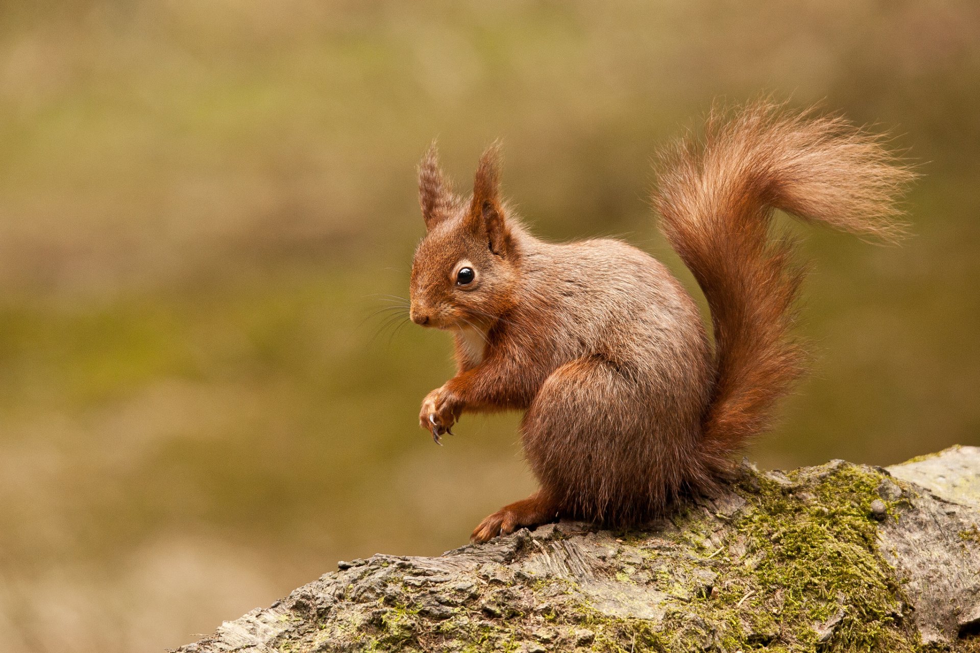 baum eichhörnchen rothaarige hintergrund