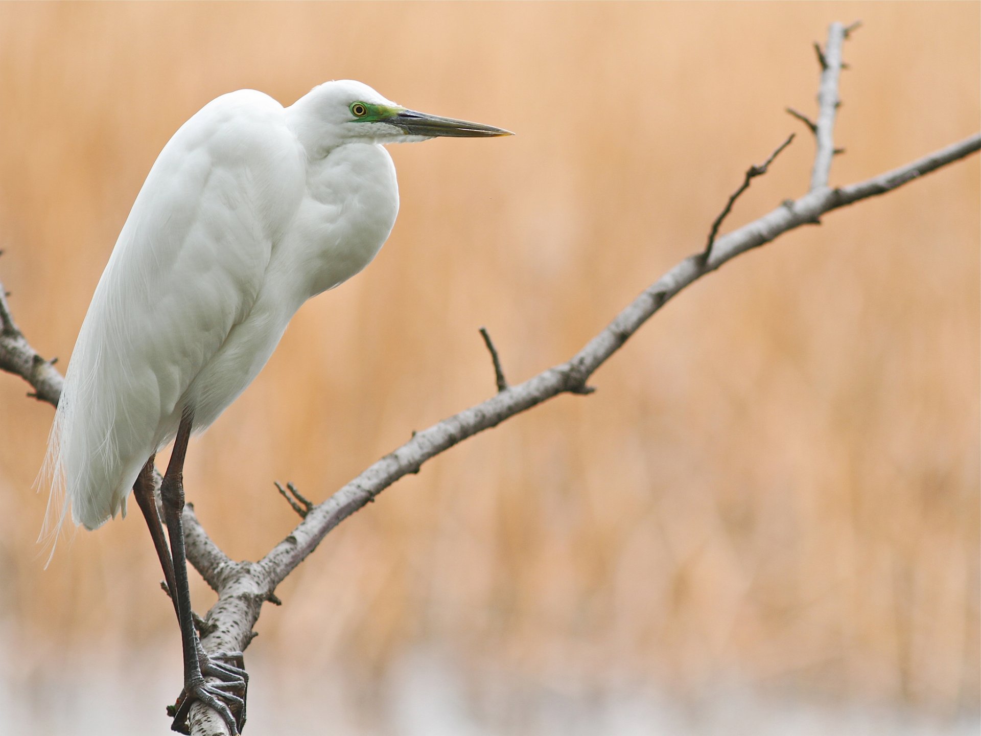 árbol ramas pájaro garza grande blanco