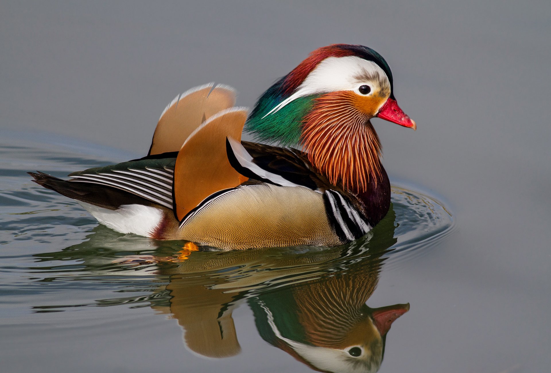 uccello anatra mandarino acqua riflessione cerchi