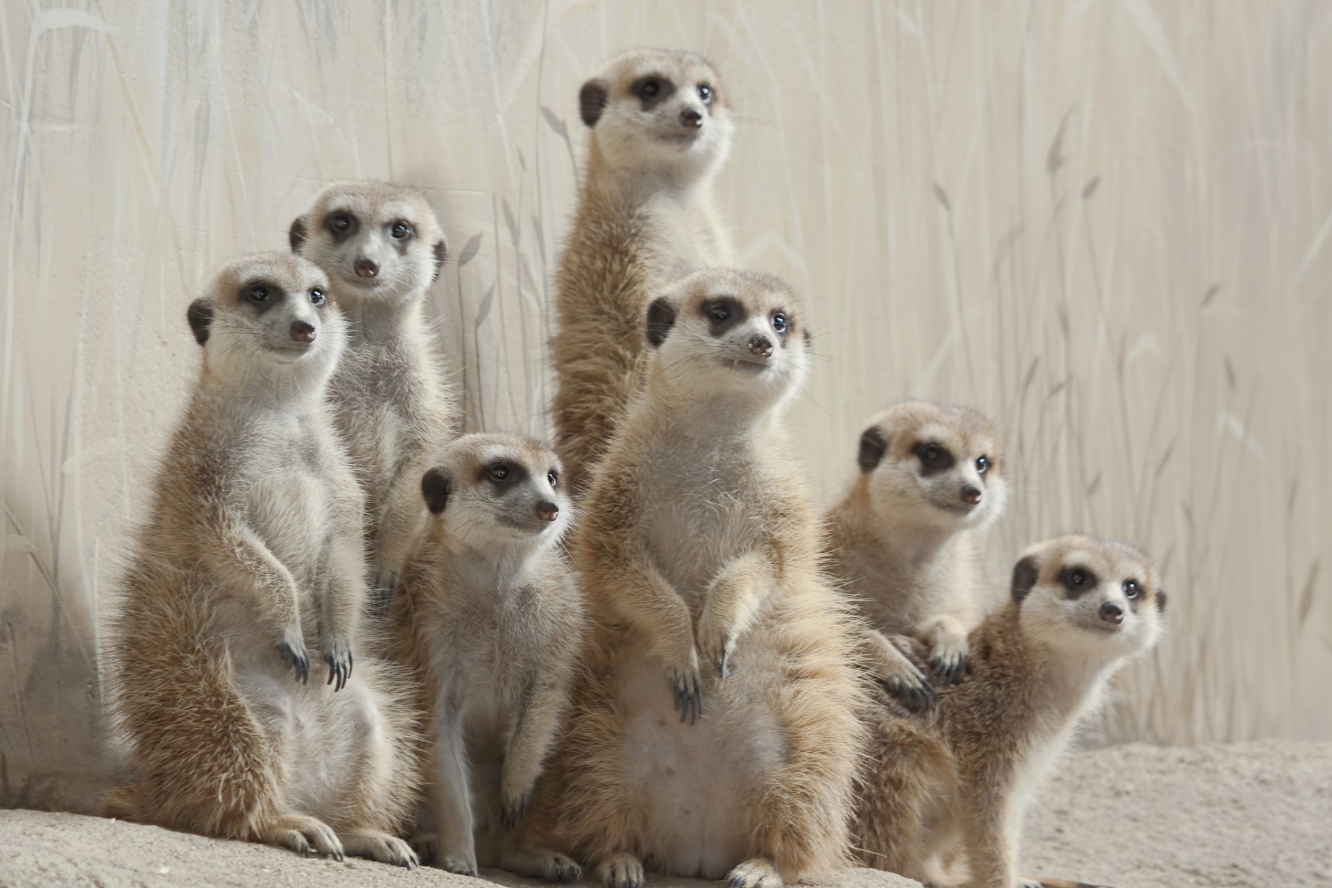 meerkats little family pose