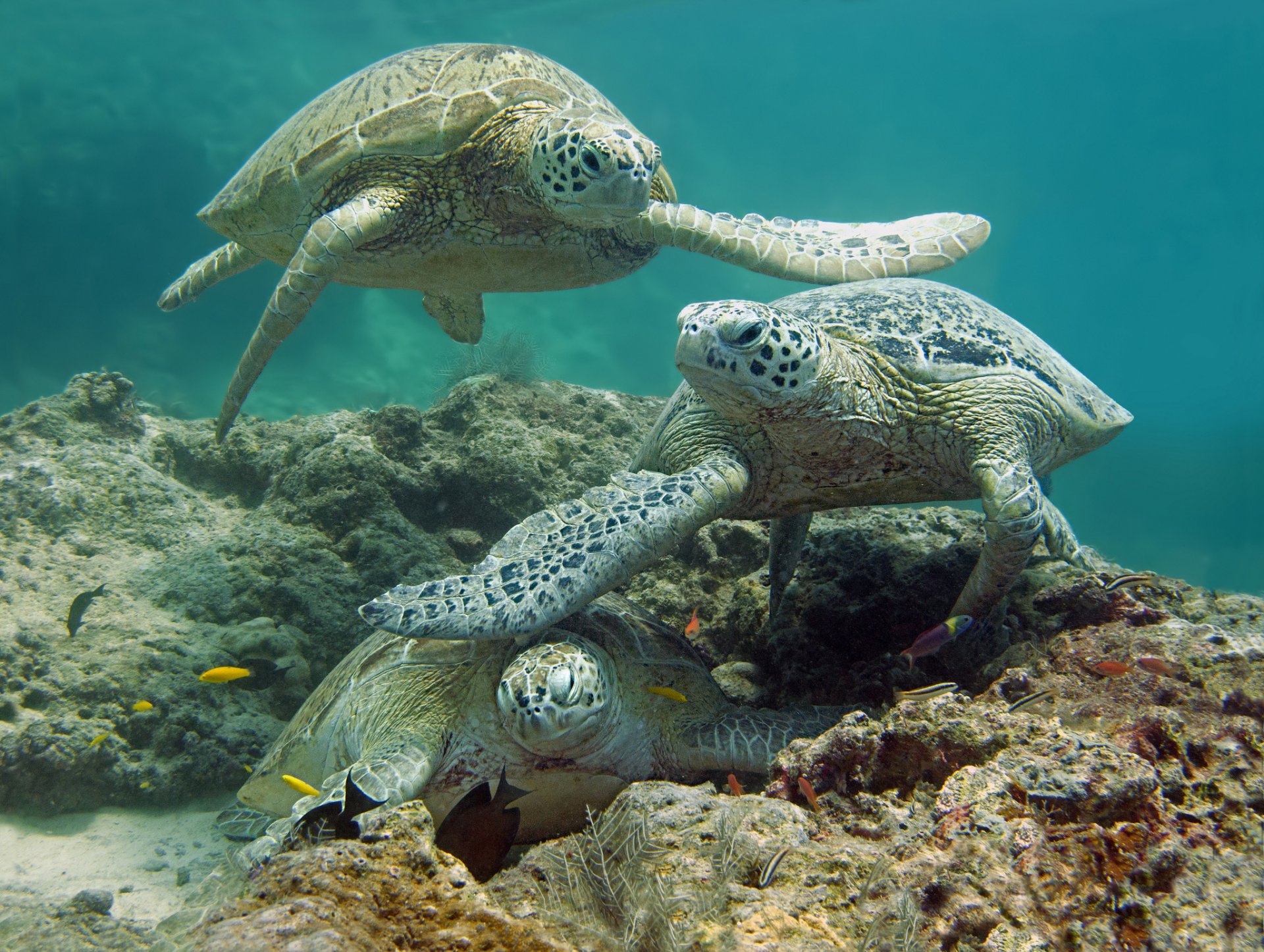 mar fondo peces tortugas