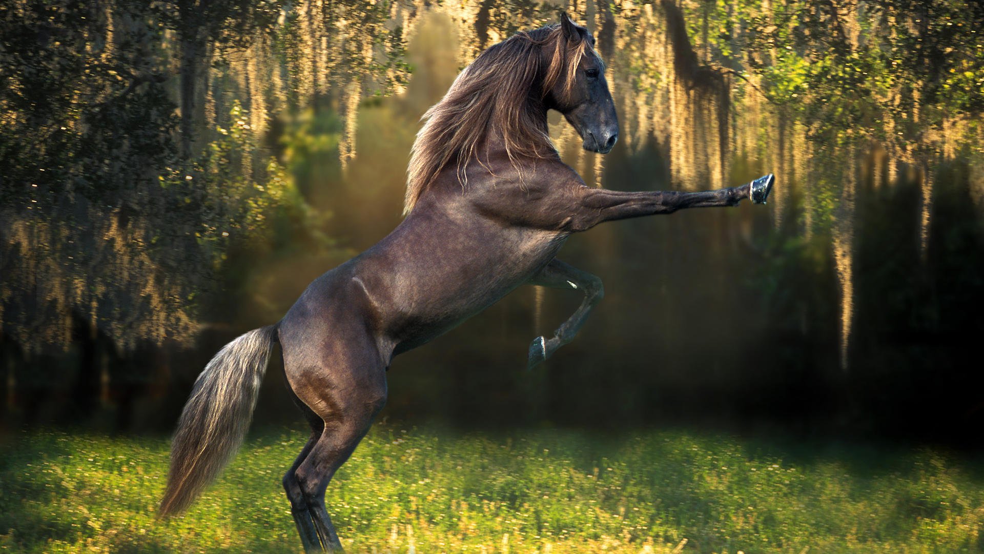 tiere pferde jahr des pferdes hengst hintergrundbilder