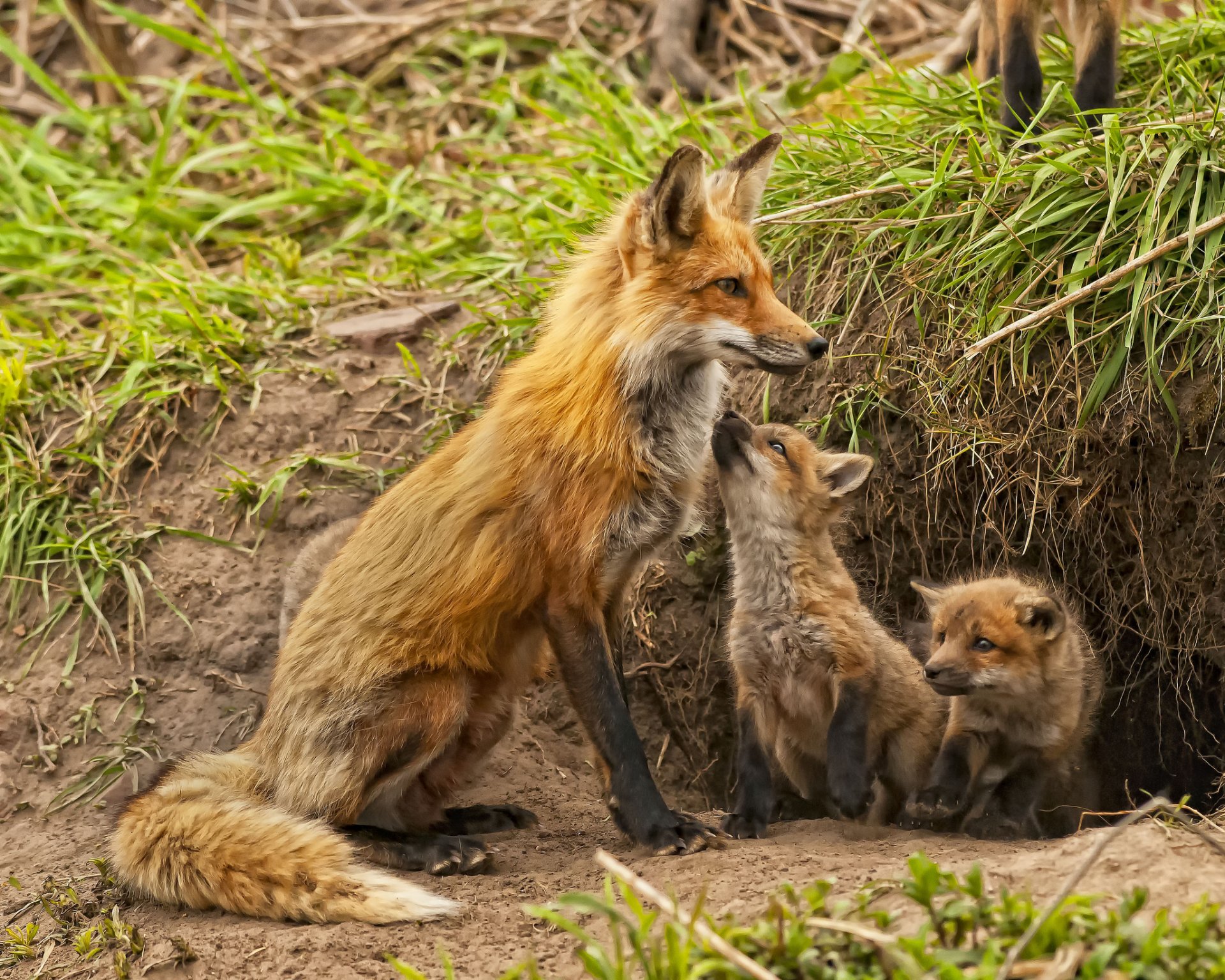 renard renard maternité enfants en bas âge oursons terrier