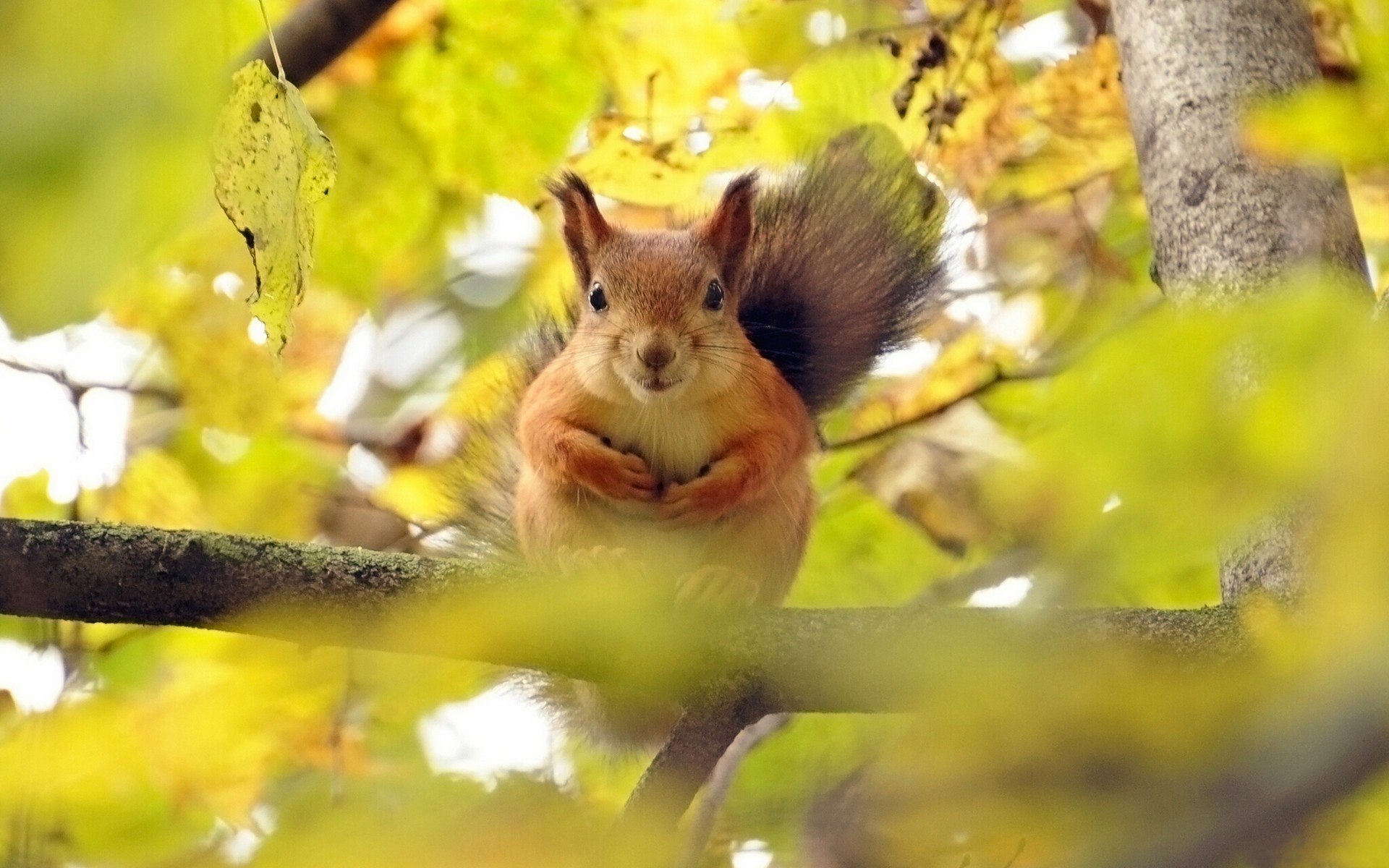 écureuil rousse sur branche arbre feuilles flou bokeh