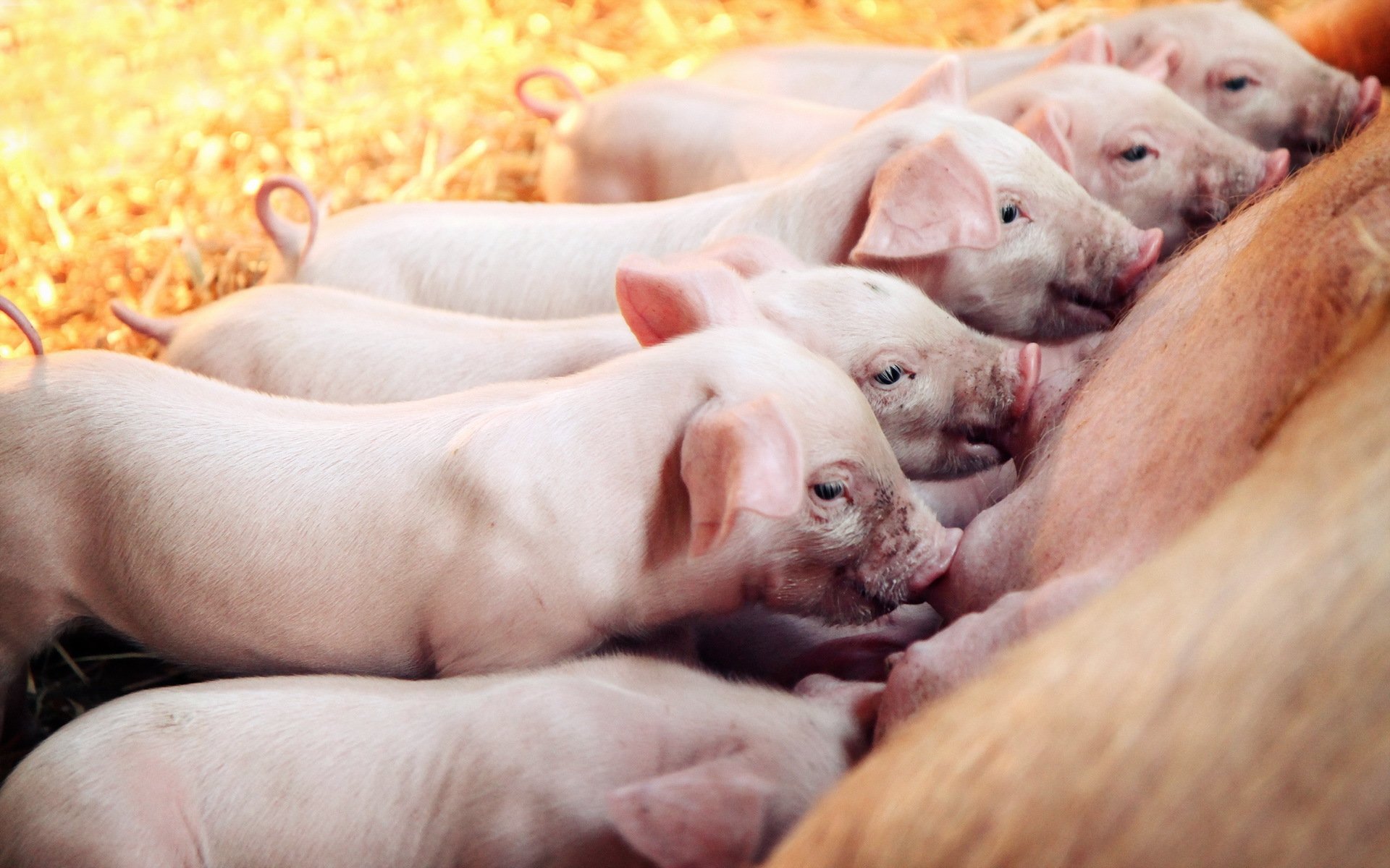 ferkel schwein stall