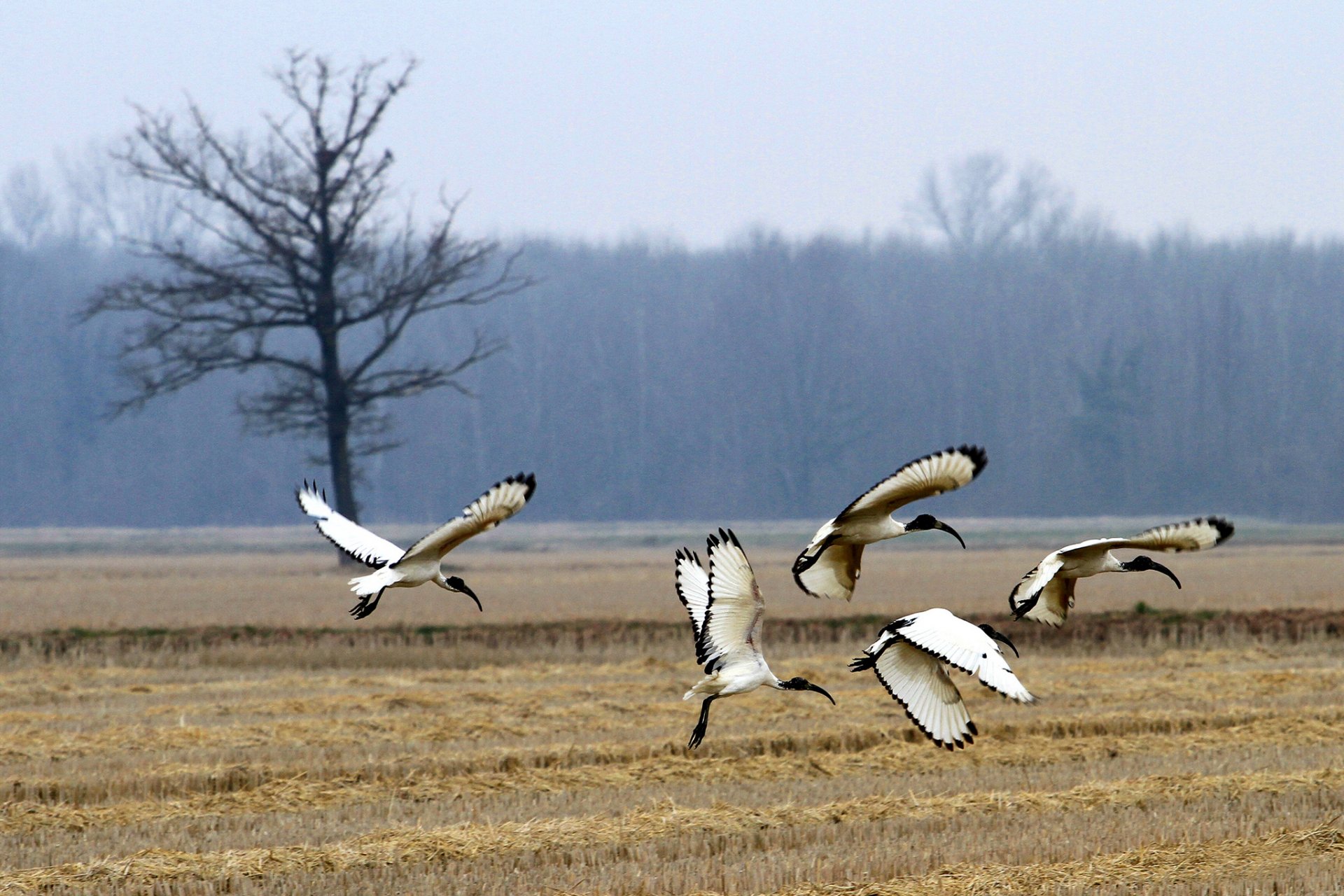 forest the field tree birds african sacred ibi