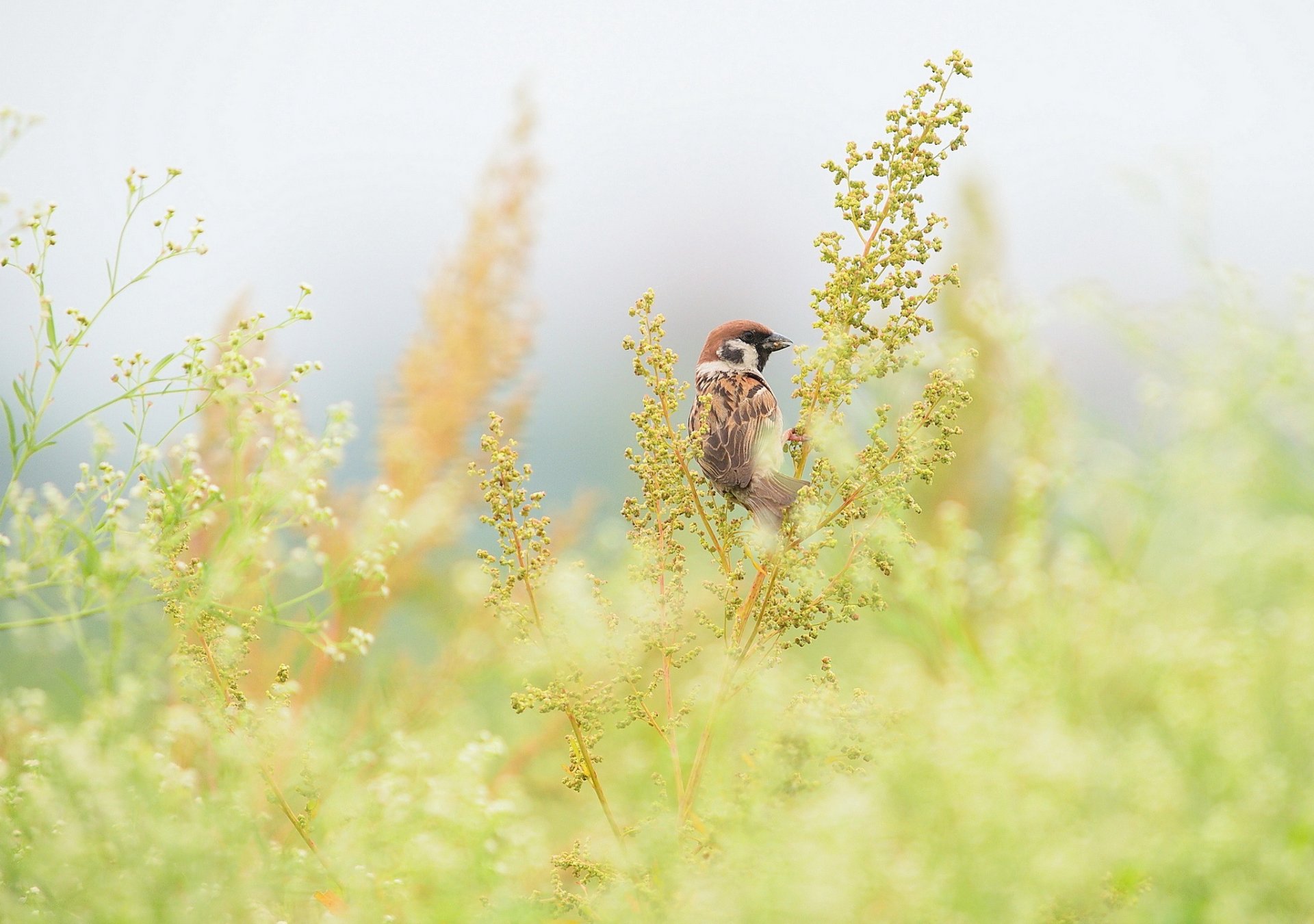 hierba ramas pájaro gorrión campo