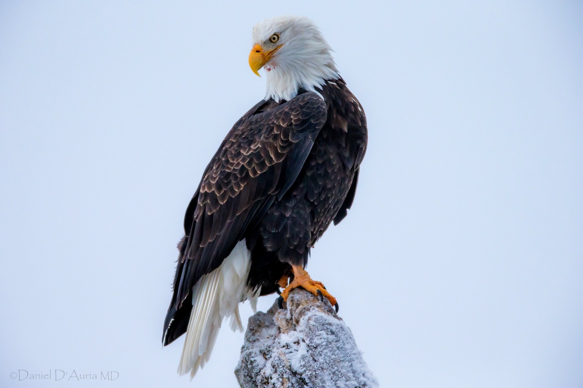 bald eagle poultry predator