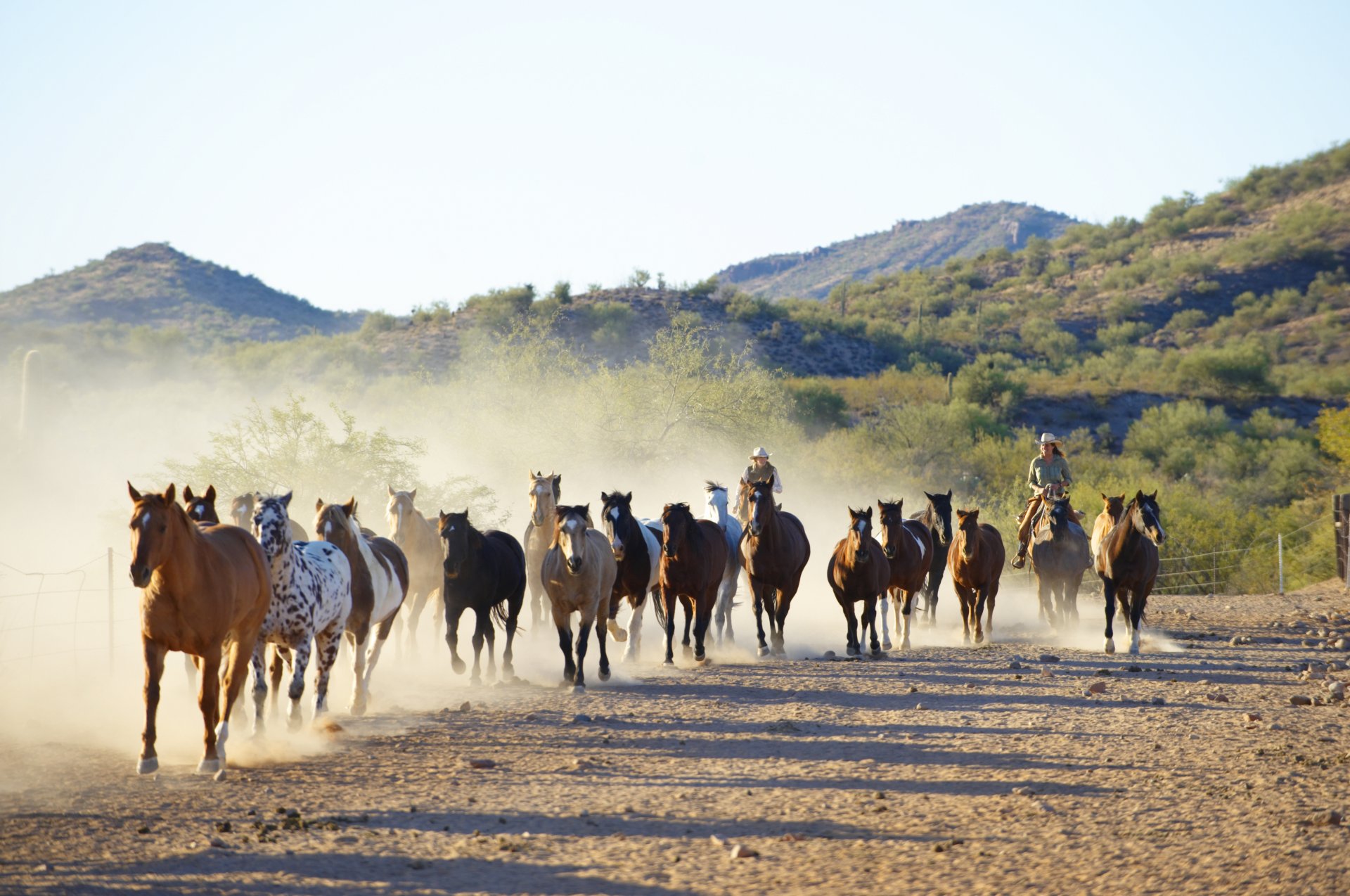 horses herd running mahouts cowboys enclosure carol nature canon 60d