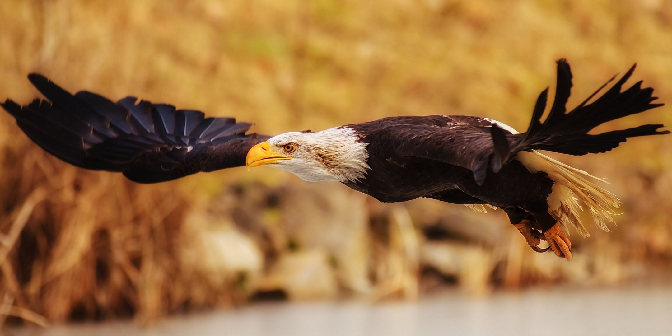 weißkopfseeadler vogel raubtier flügel