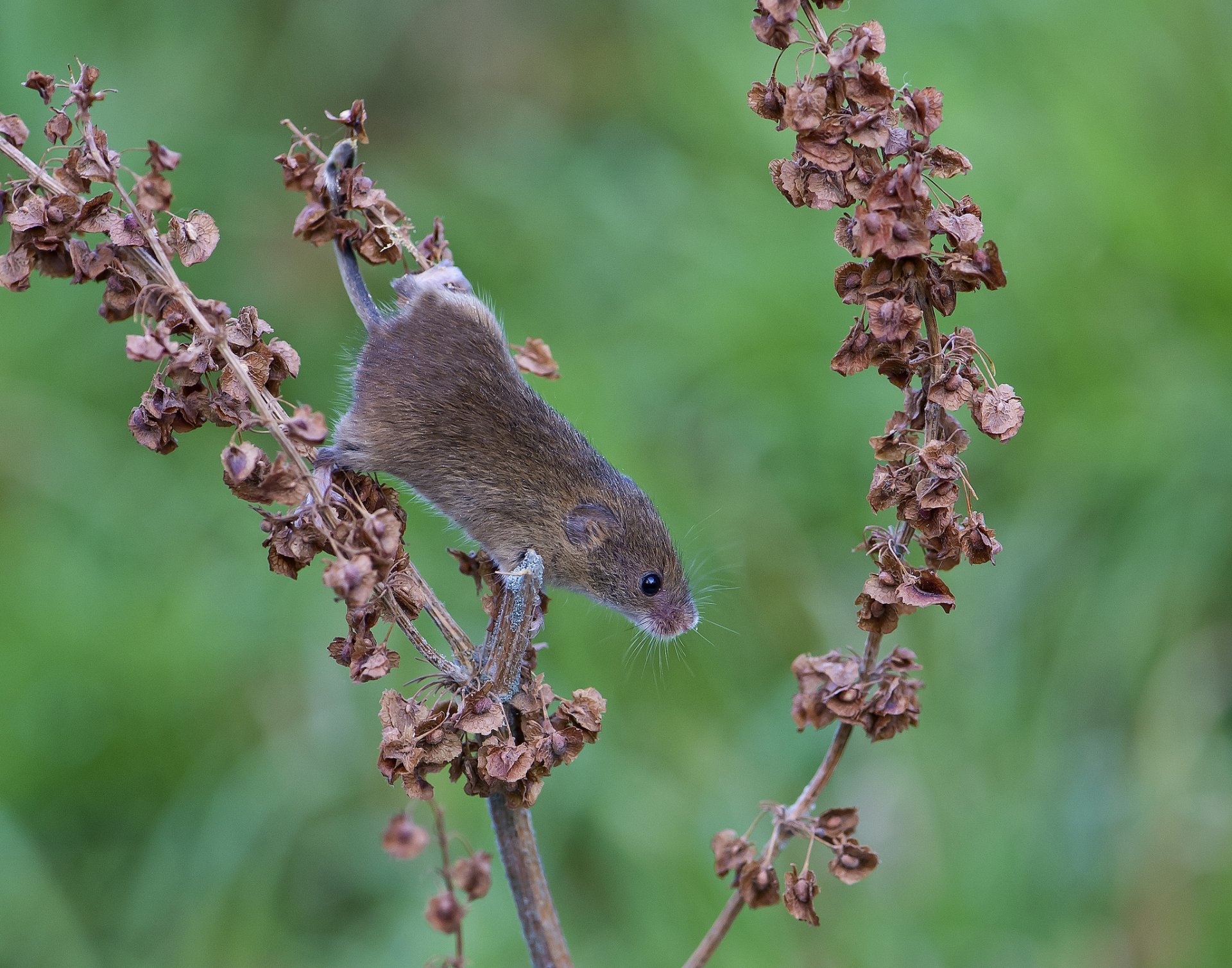 branch leaves dry mouse vole red