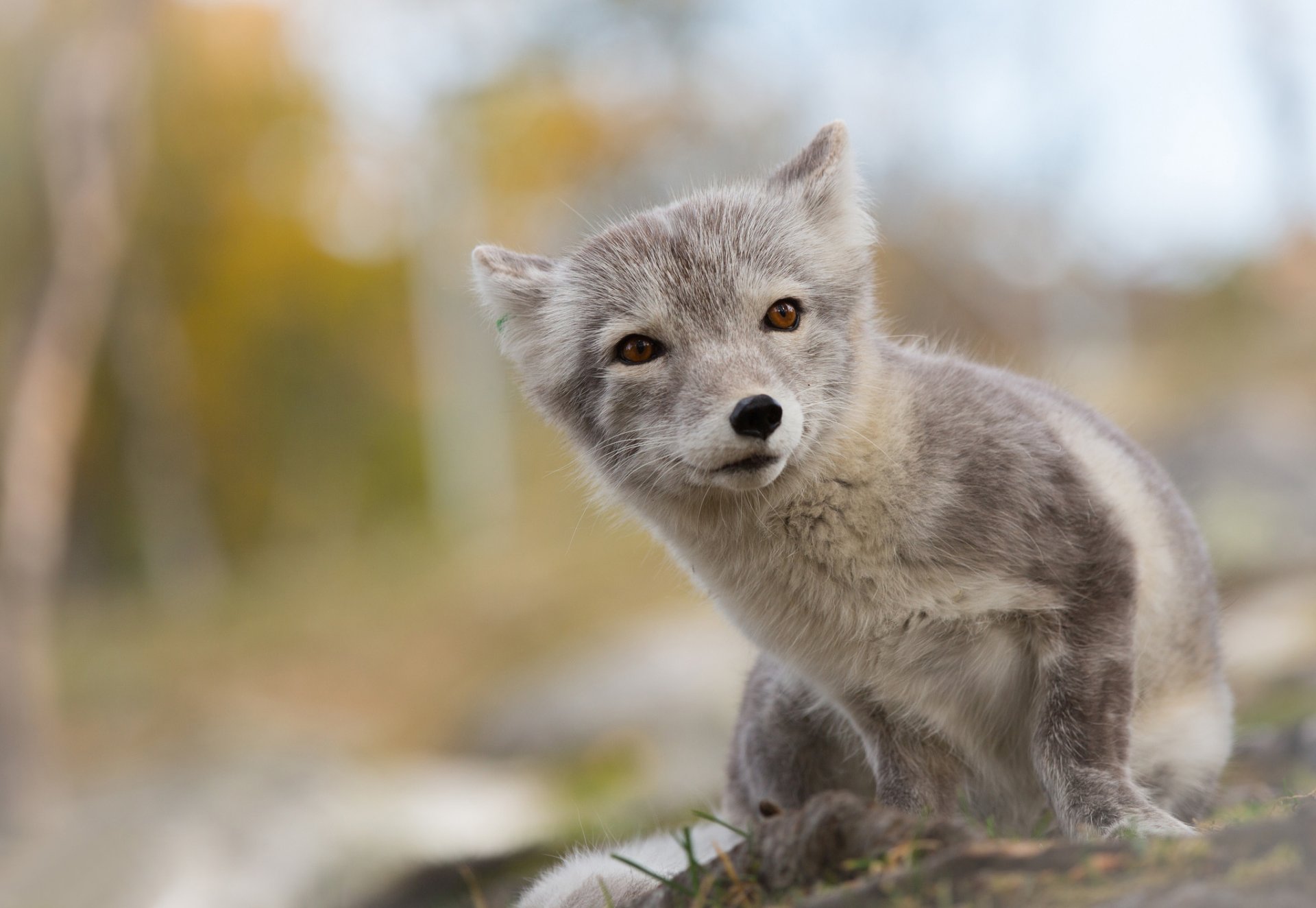 fox arctic arctic fox summer