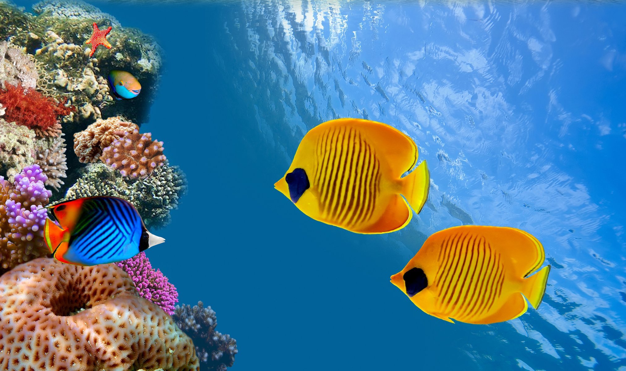 coral colony reef siam bay thailand fish ocean underwater under water