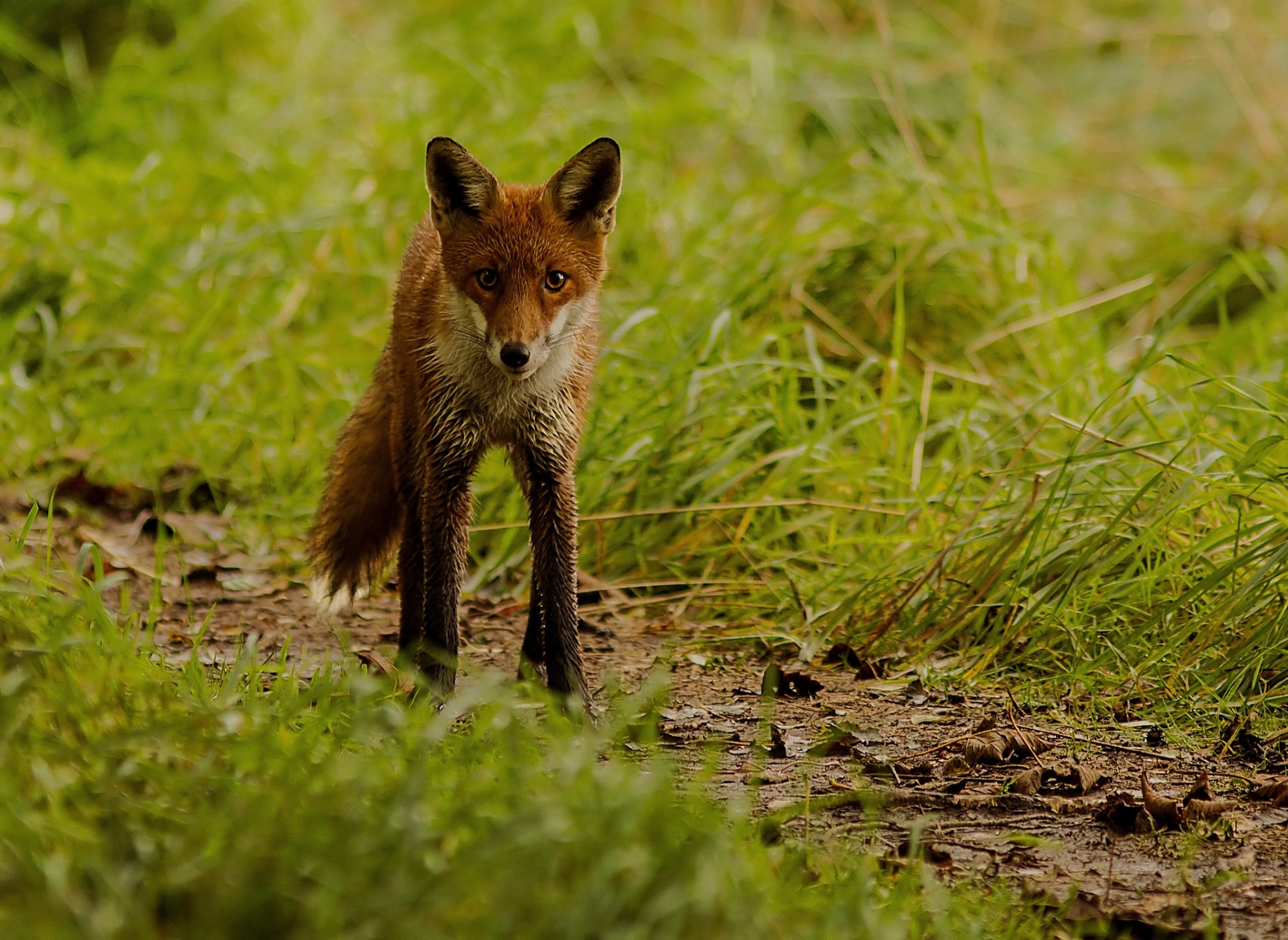 grass fox red blur