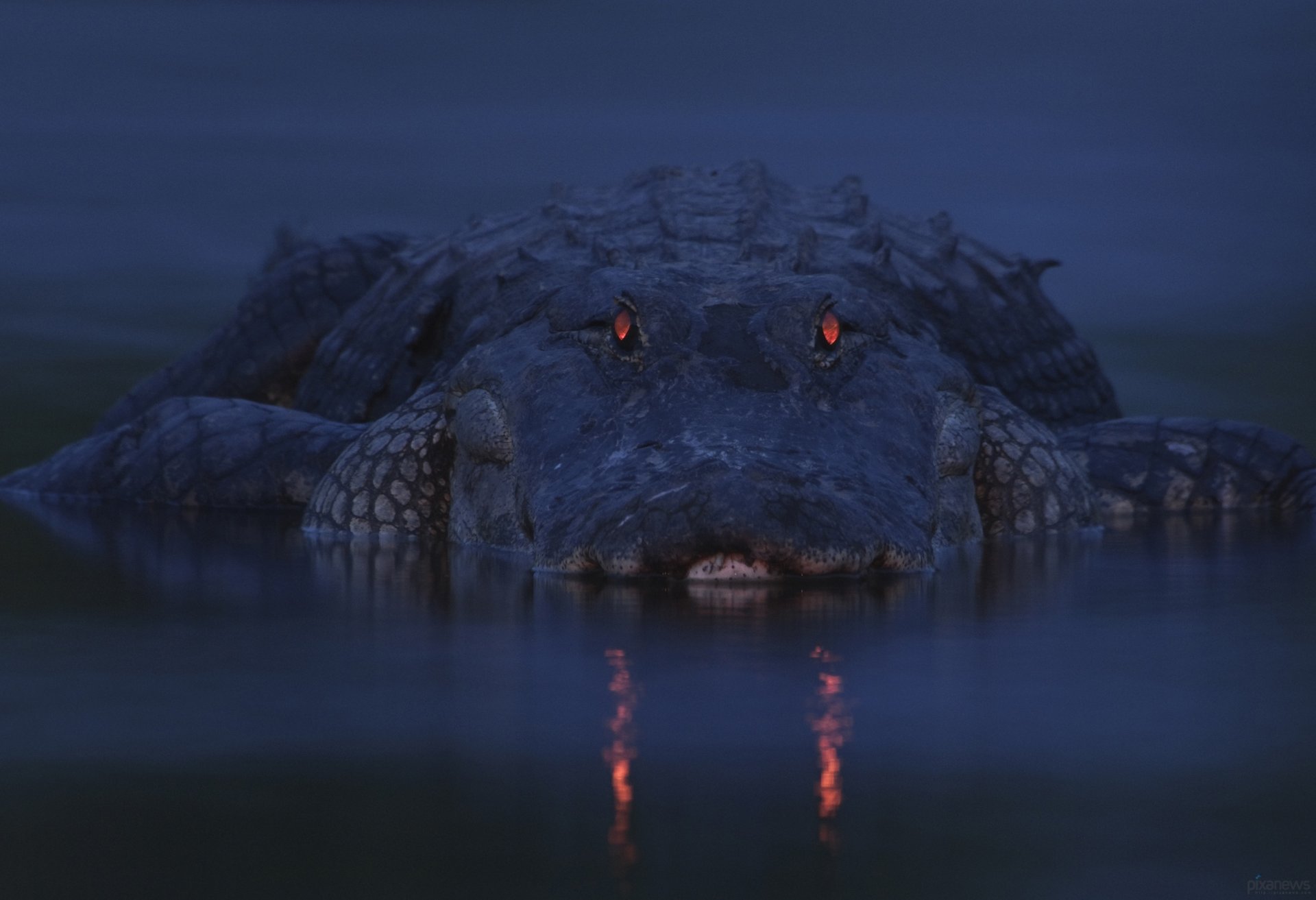 alligator crocodile crépuscule rivière myakkya yeux faune nature