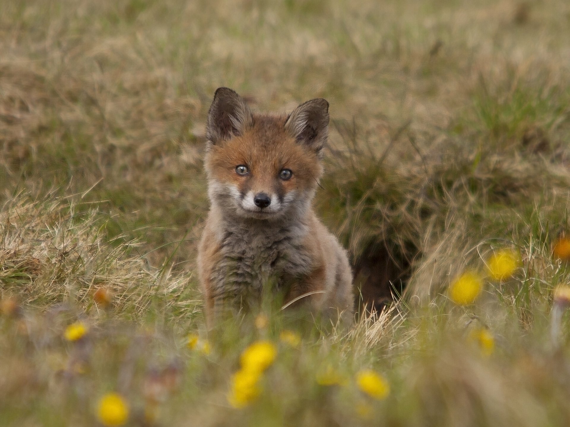 fox cub fox