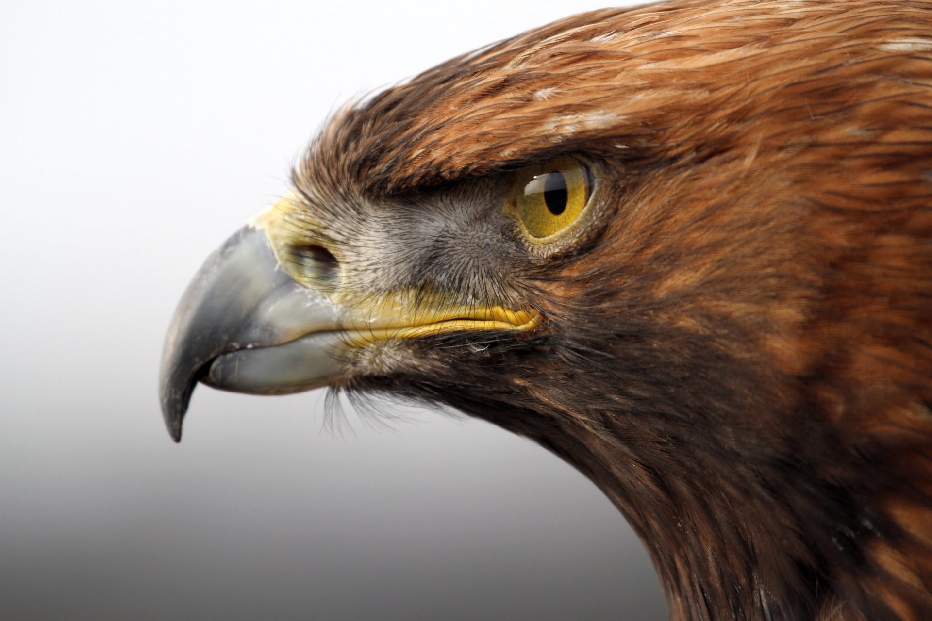 goldener adler vogel raubtier kopf schnabel blick