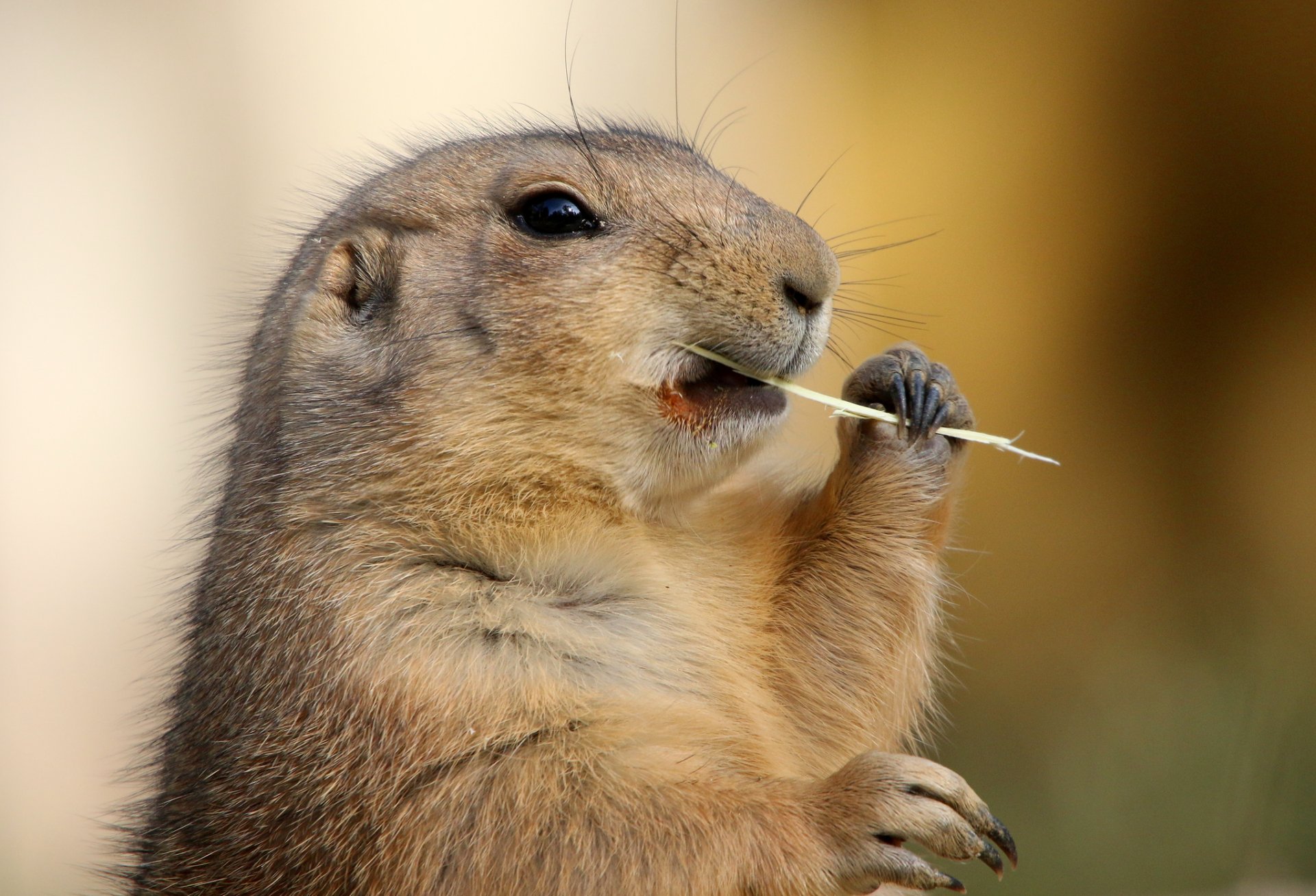 marmota babak patas heno hierba