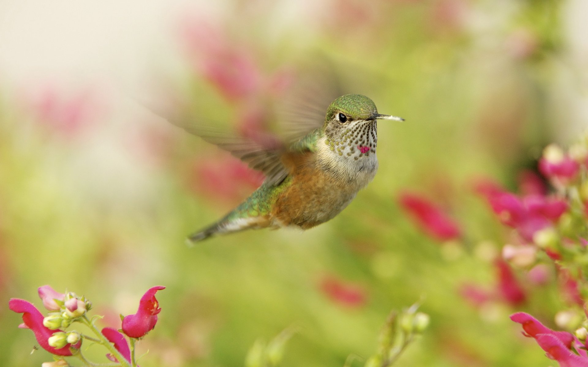 colibri oiseau gros plan en vol