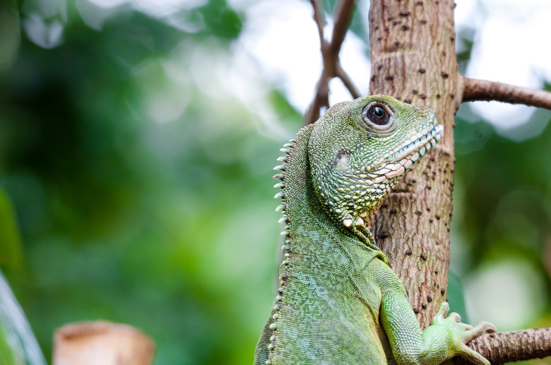 lézard vert iguane profil vue arbre