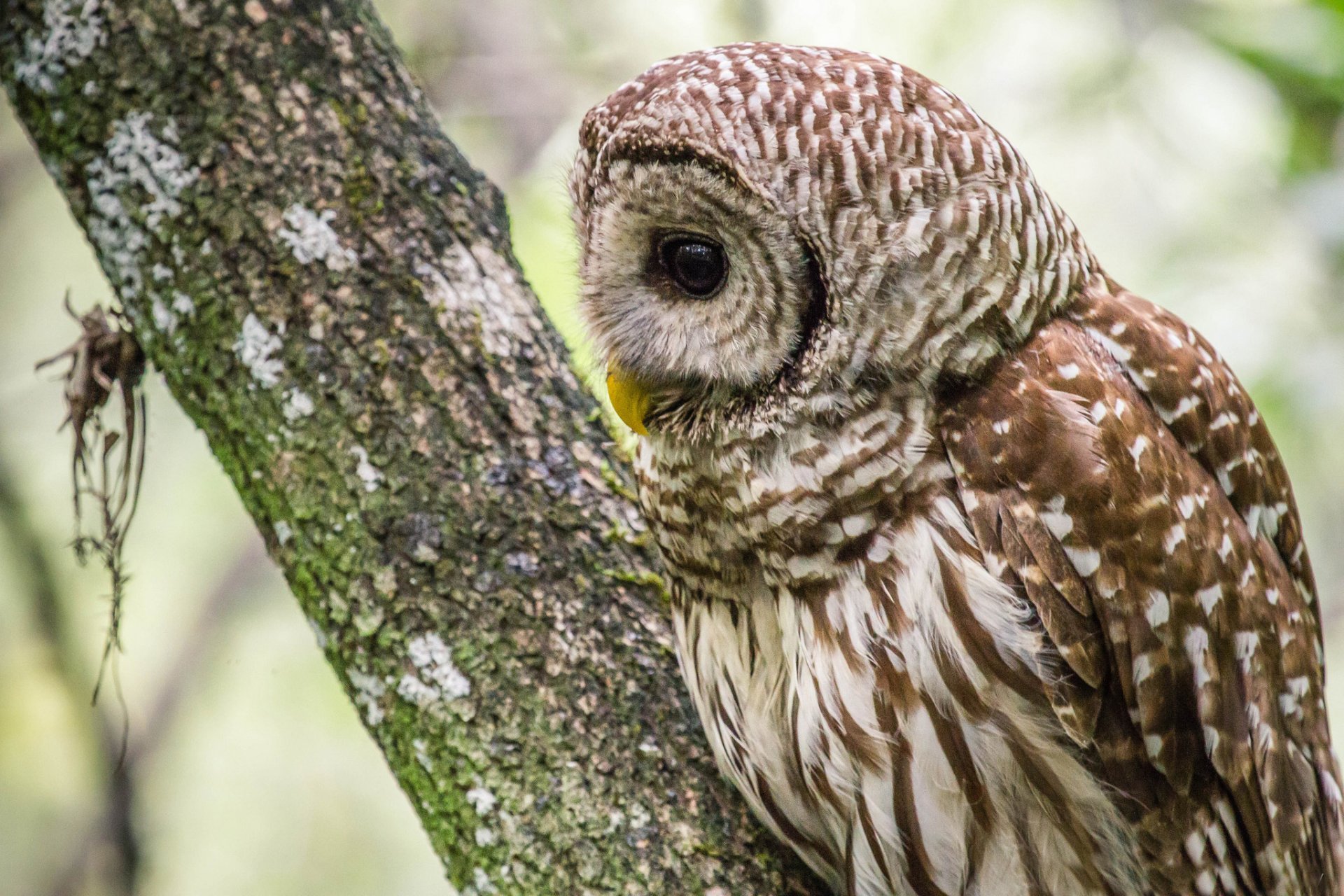 arbre hibou profil