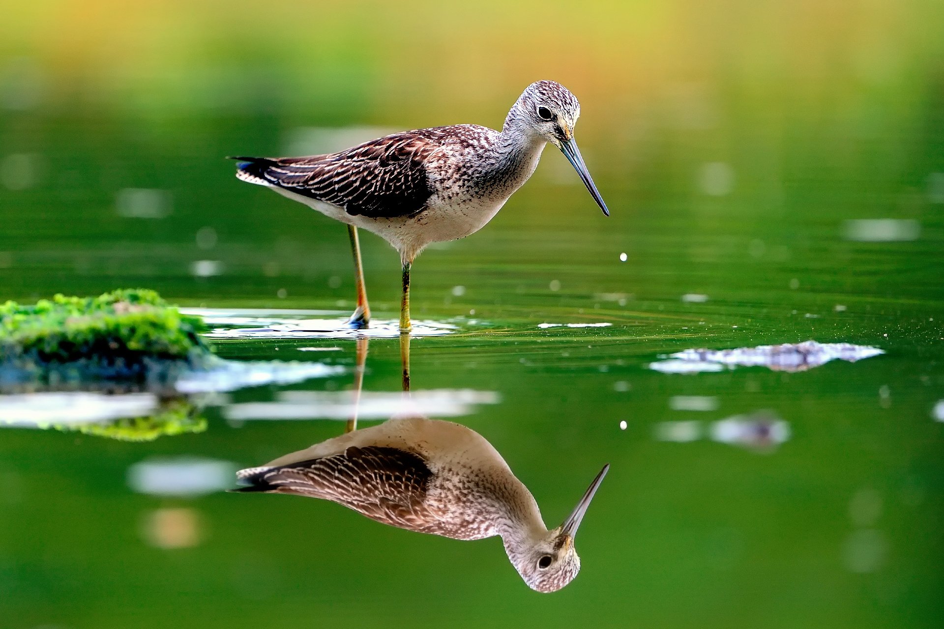 pájaro agua reflexión rozamiento