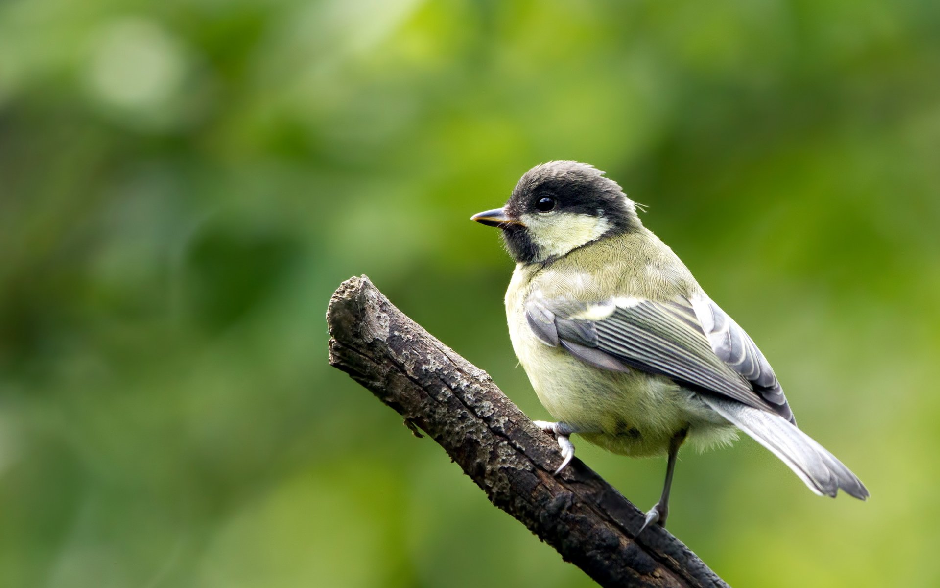 pájaro naturaleza fondo