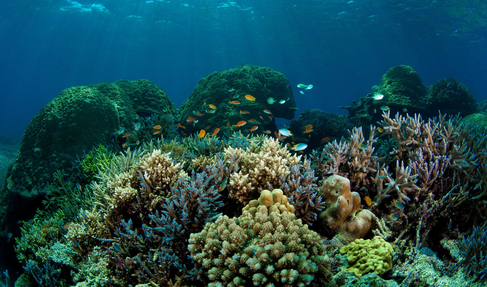 meer boden korallen fische